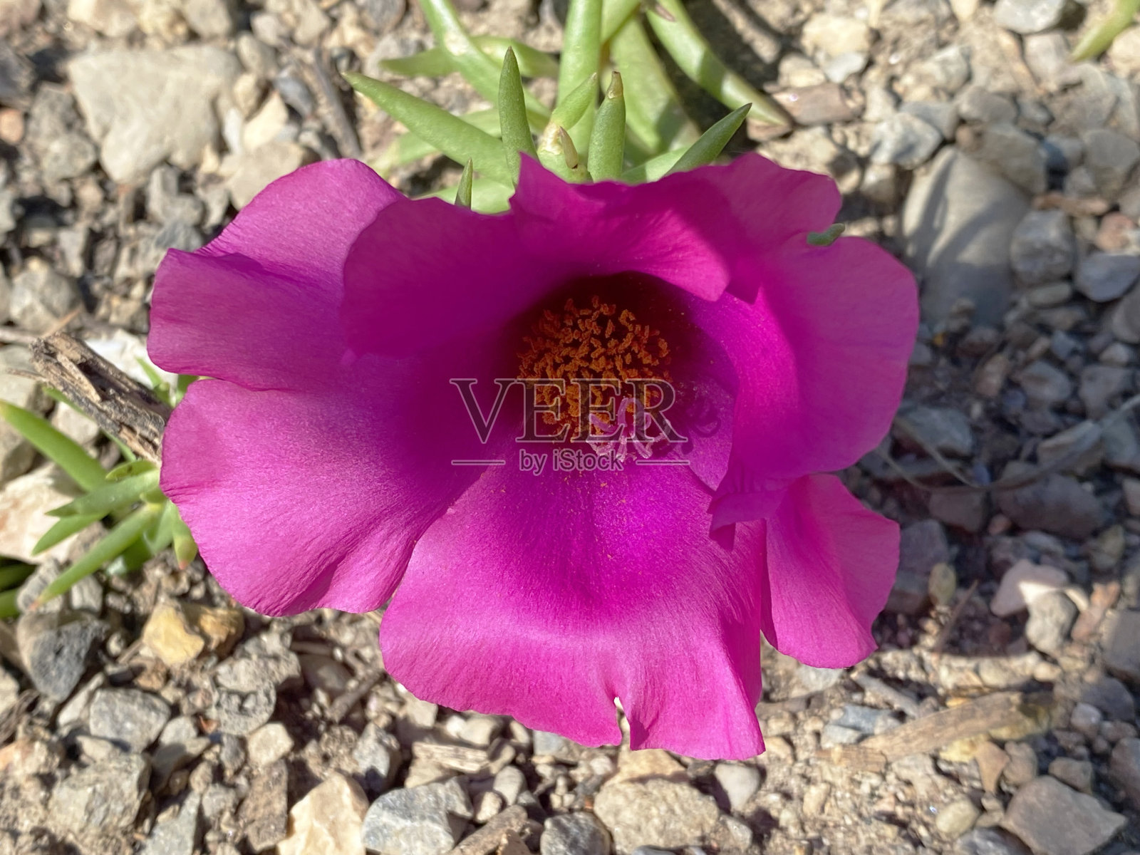 玫瑰苔(Portulaca grandflora)， 11点钟，墨西哥玫瑰，太阳玫瑰，岩玫瑰，马齿苋，Portulakröschen, groß bl<e:1>虎Portulak, Mañanitas, Amor de un rato, Flor de seda, Bella a las once照片摄影图片