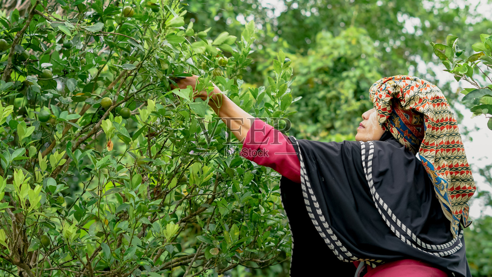 班加尔妇女在村里的花园里摘桔子照片摄影图片