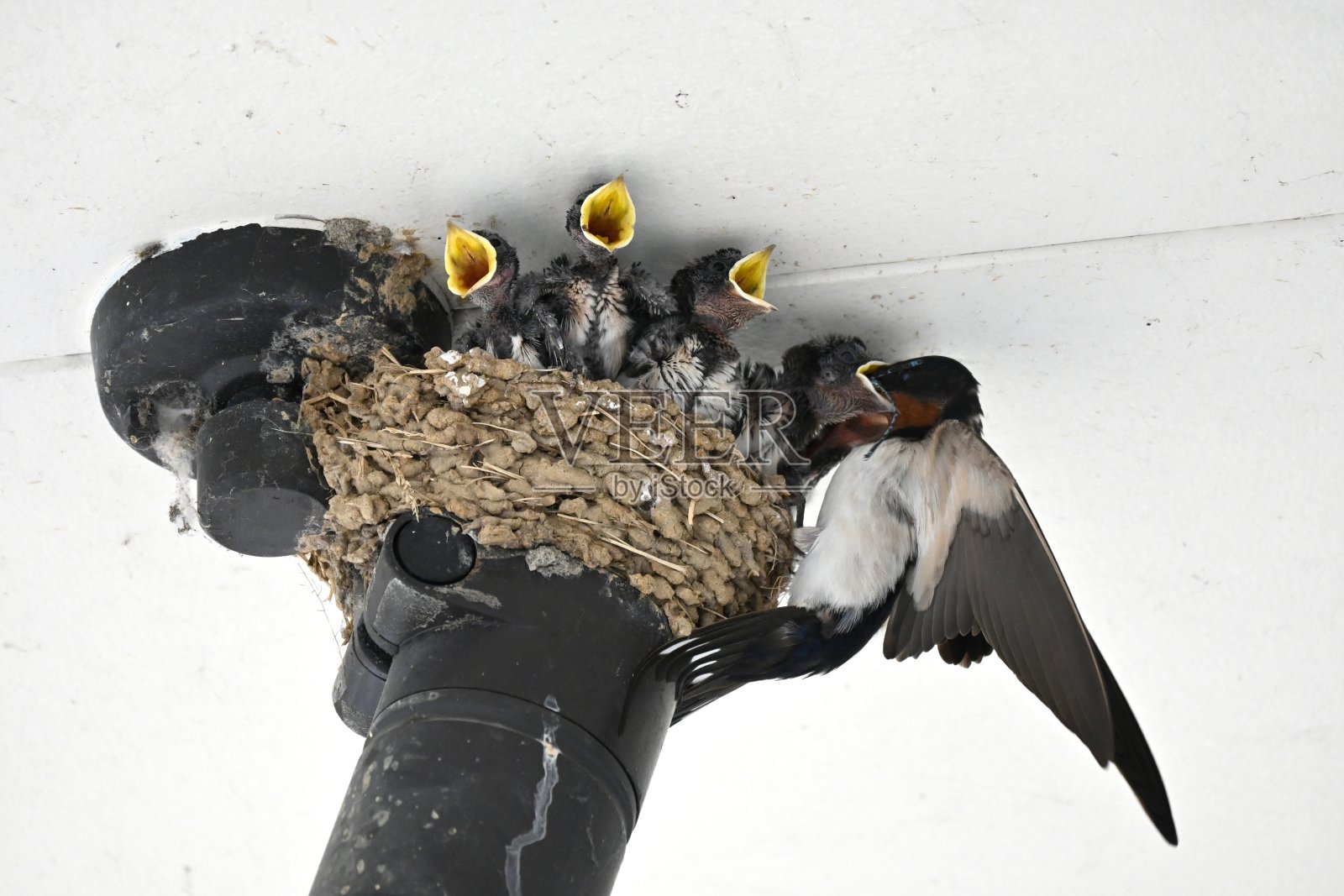 燕子养小鸡照片摄影图片