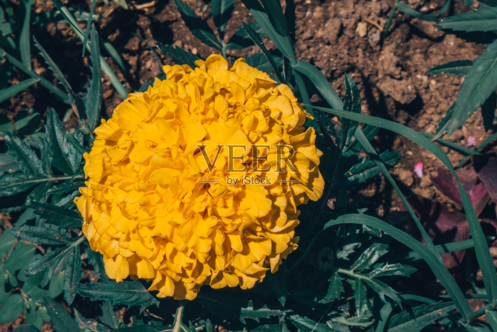 绿色植物背景上的大黄花。照片摄影图片