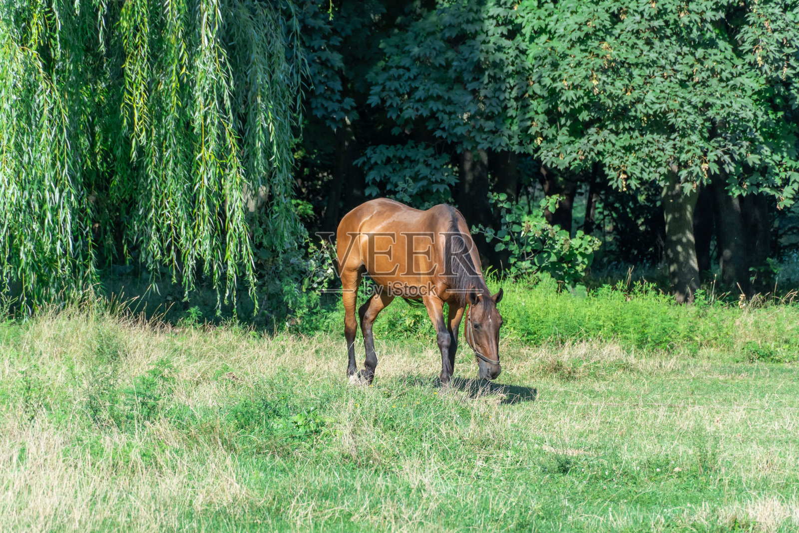 美丽的海湾马在牧场上吃草。棕色种马吃绿草。照片摄影图片