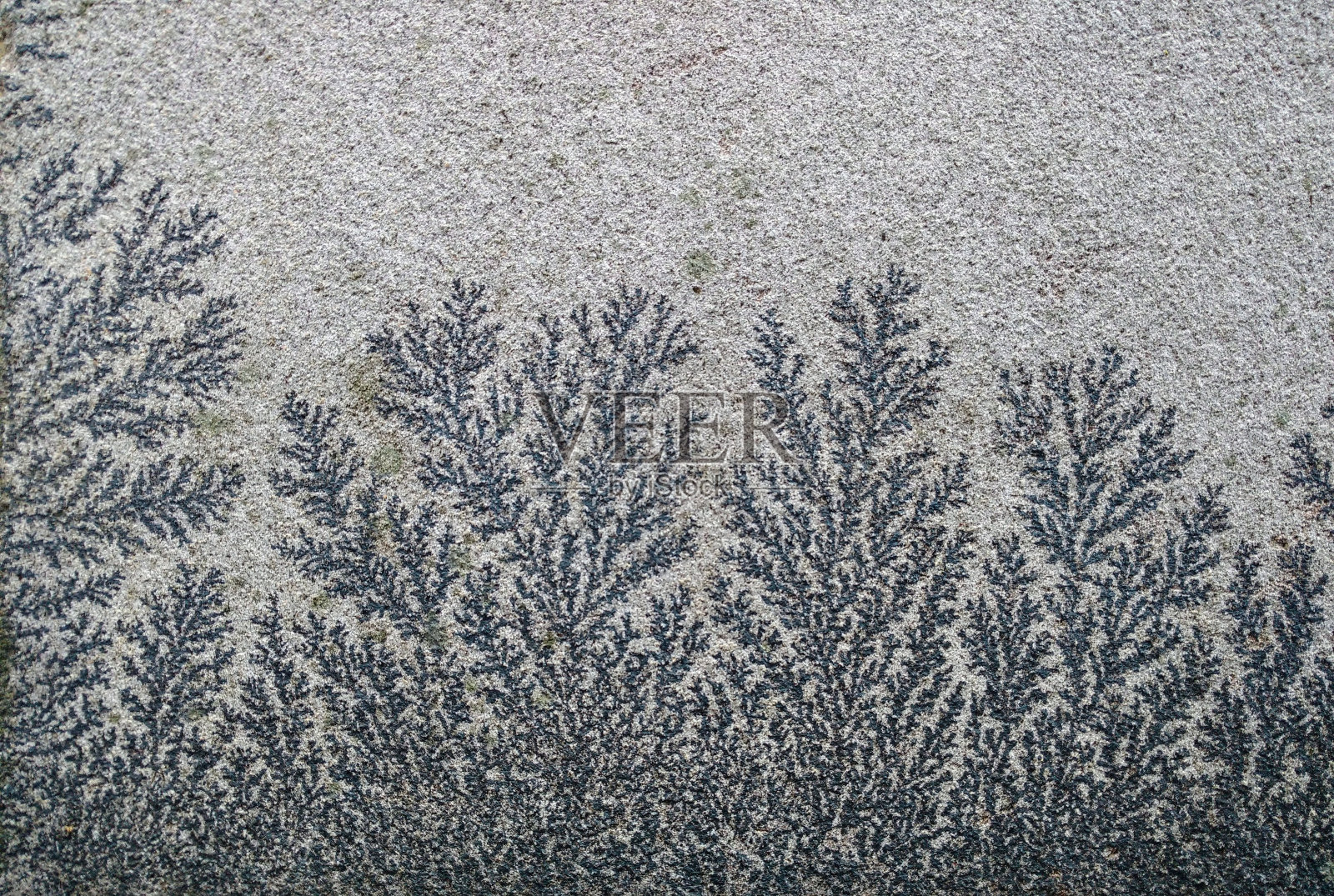 石头中的植物化石特写照片摄影图片