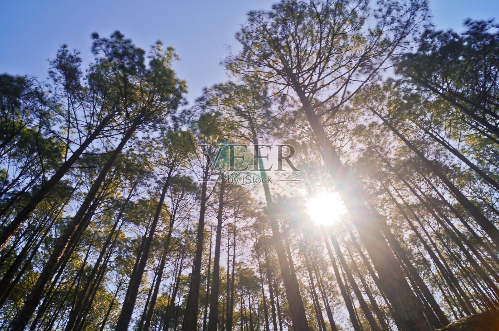 风景优美的道路上有高大的松树照片摄影图片