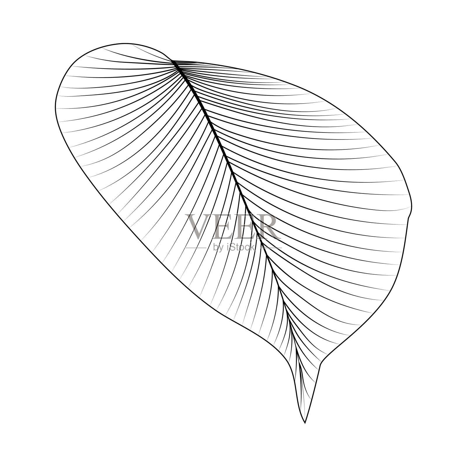 孤立在白色背景上的热带叶。矢量插图。插画图片素材