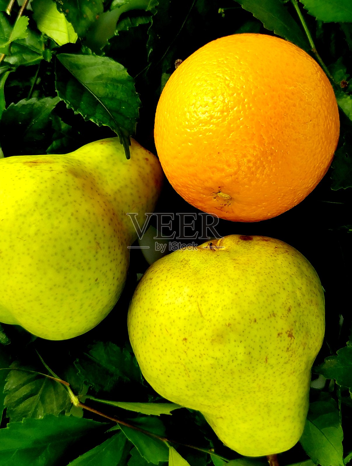 水果的概念。梨橙叶照片摄影图片