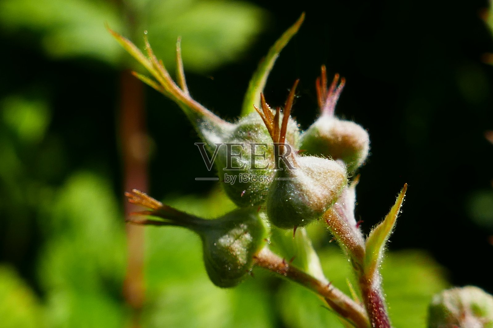 花的特写。照片摄影图片