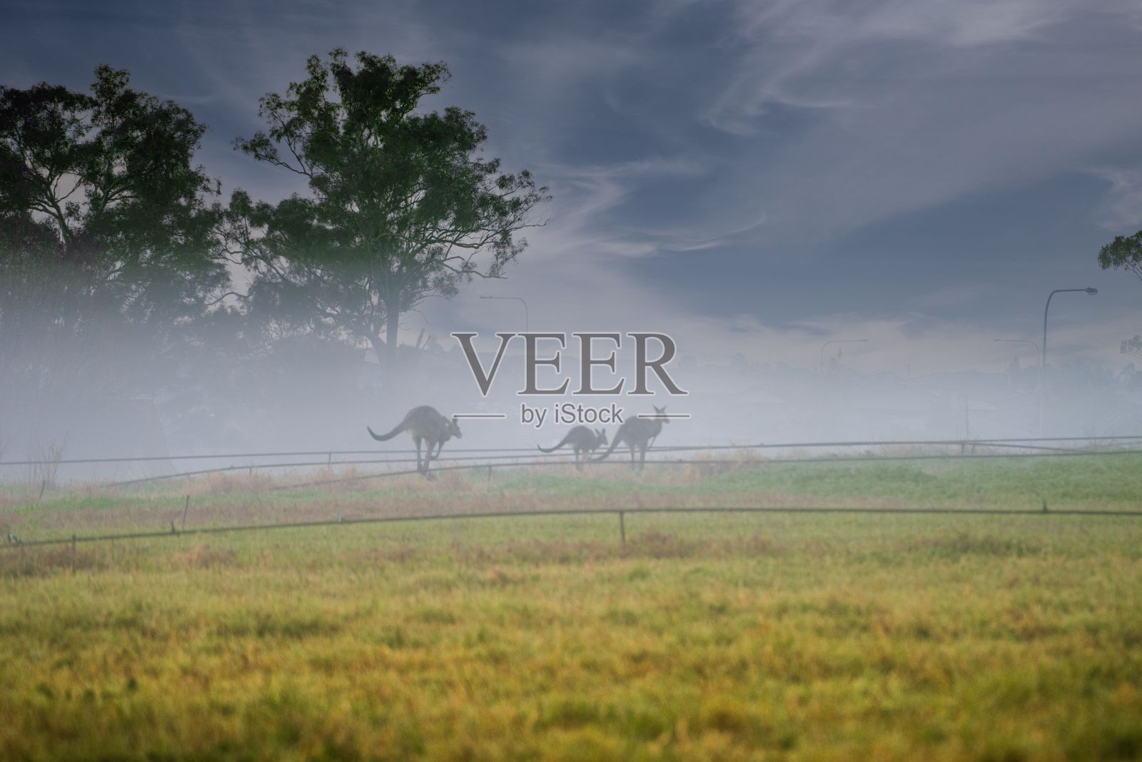 在雾天的田野里看到一群袋鼠。照片摄影图片