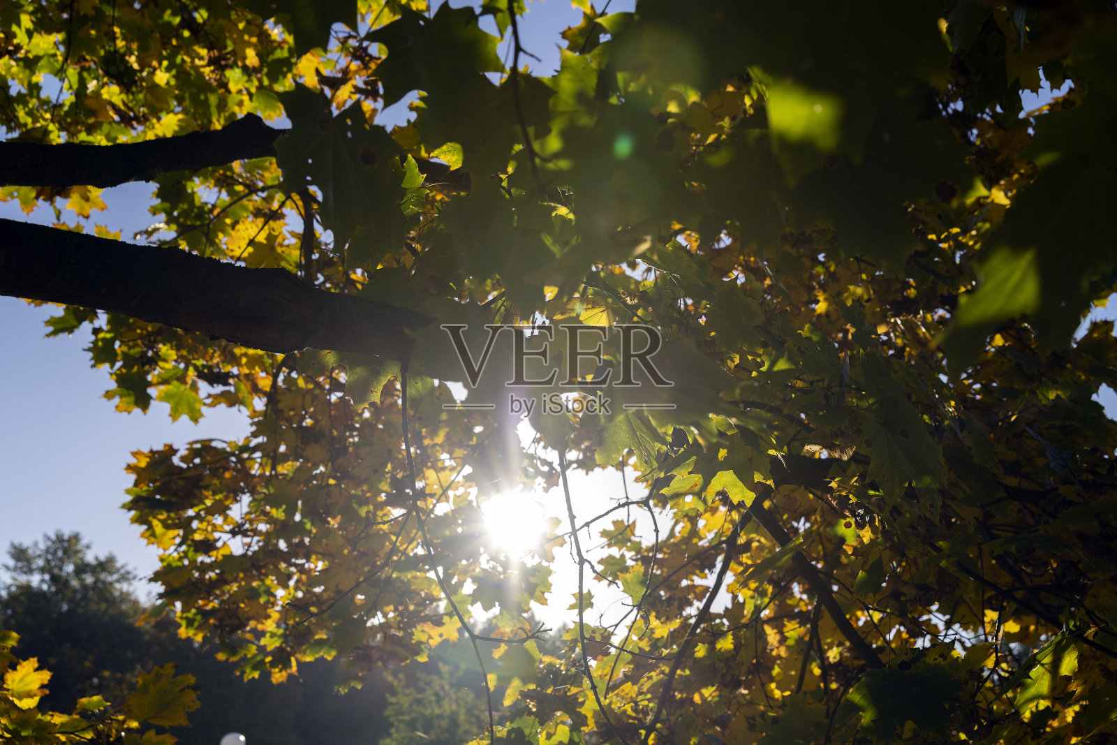 秋天的枫叶照片摄影图片