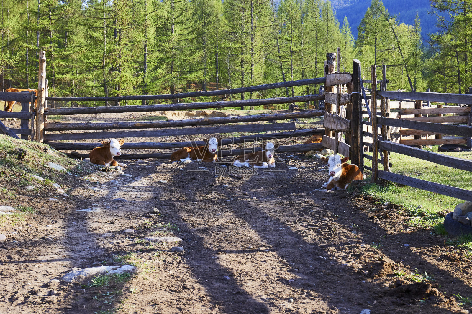 小牛犊躺在乡下的篱笆旁照片摄影图片