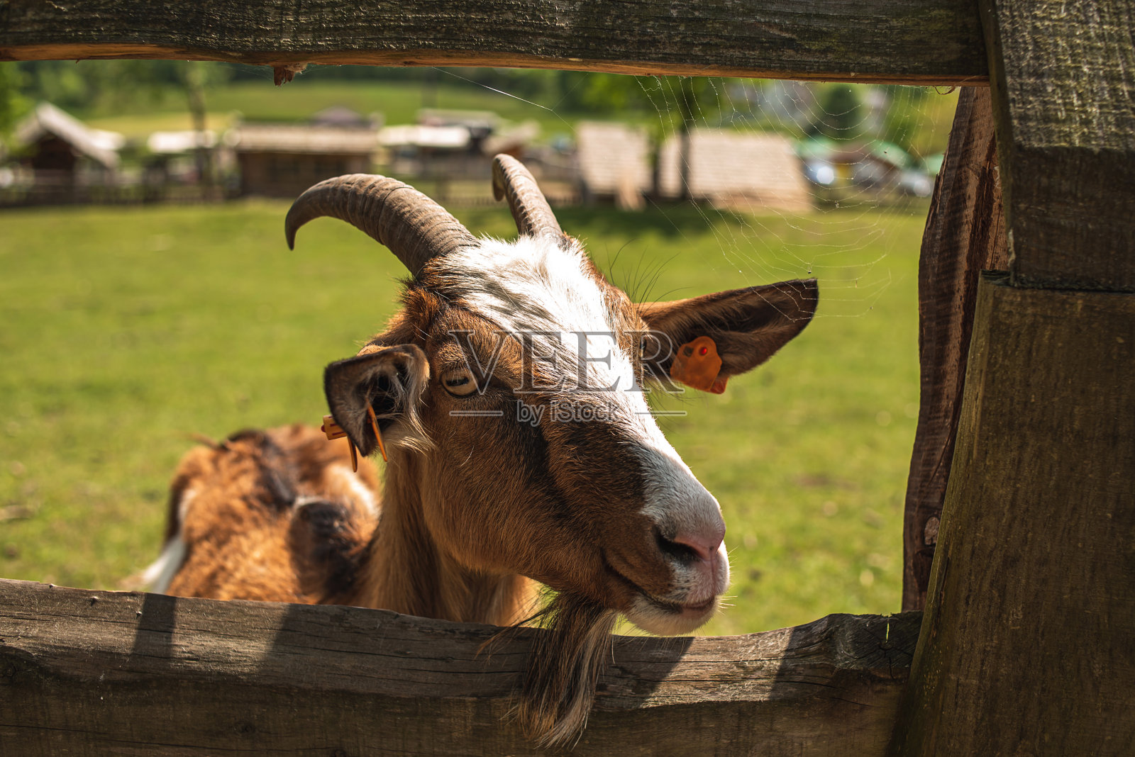 一只可爱的山羊从农场的栅栏后面向外张望。围栏后的山羊照片摄影图片