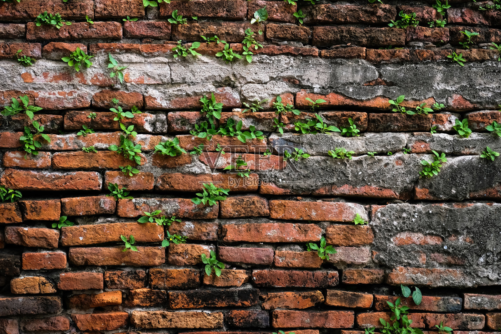 老砖，背景是墙上的小树。照片摄影图片
