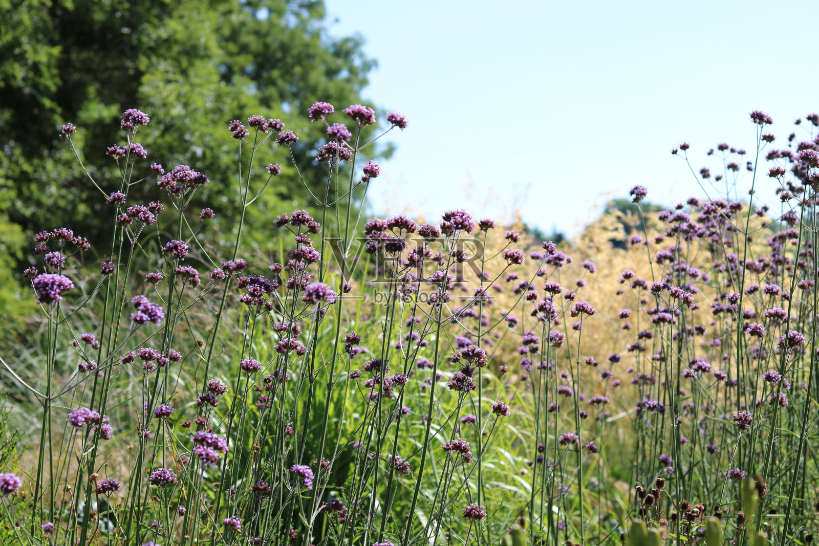 马鞭草在园林中的应用照片摄影图片