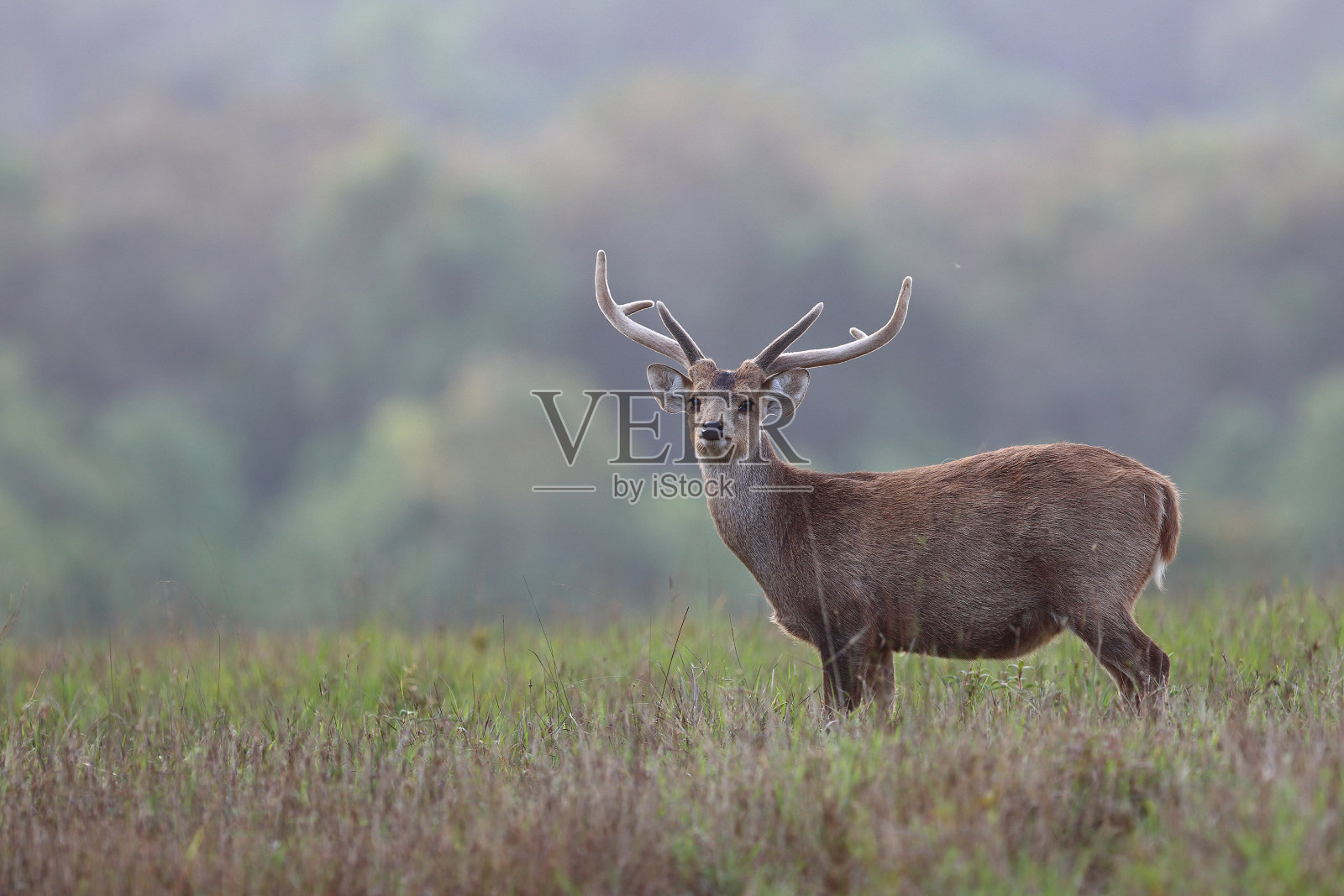 猪鹿照片摄影图片