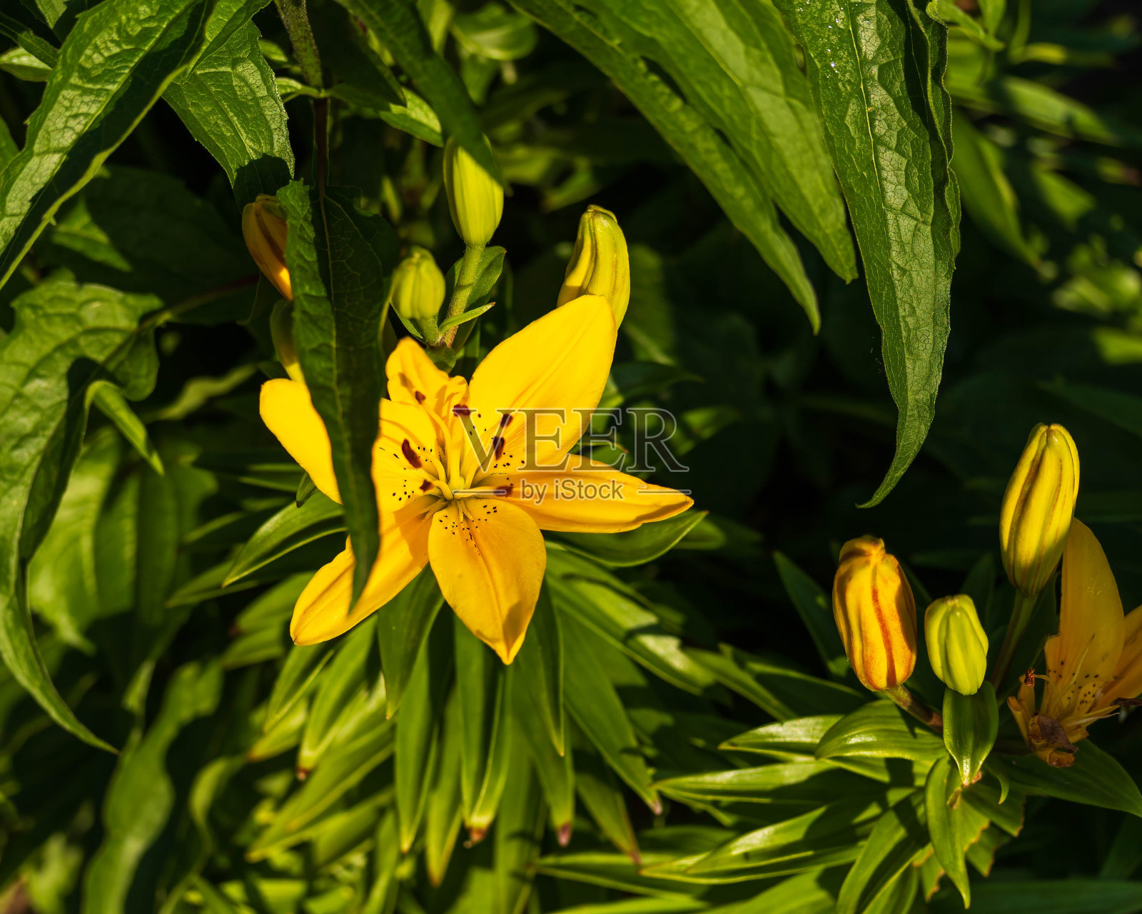 明亮的黄色百合在夏日的阳光下绽放照片摄影图片