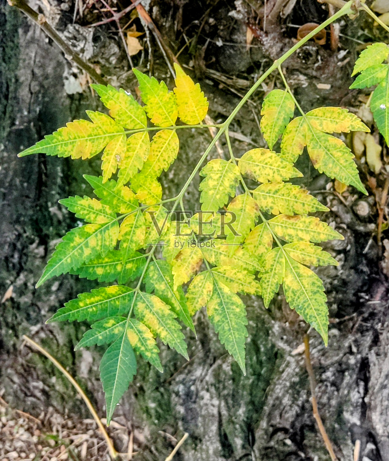 Otono照片摄影图片