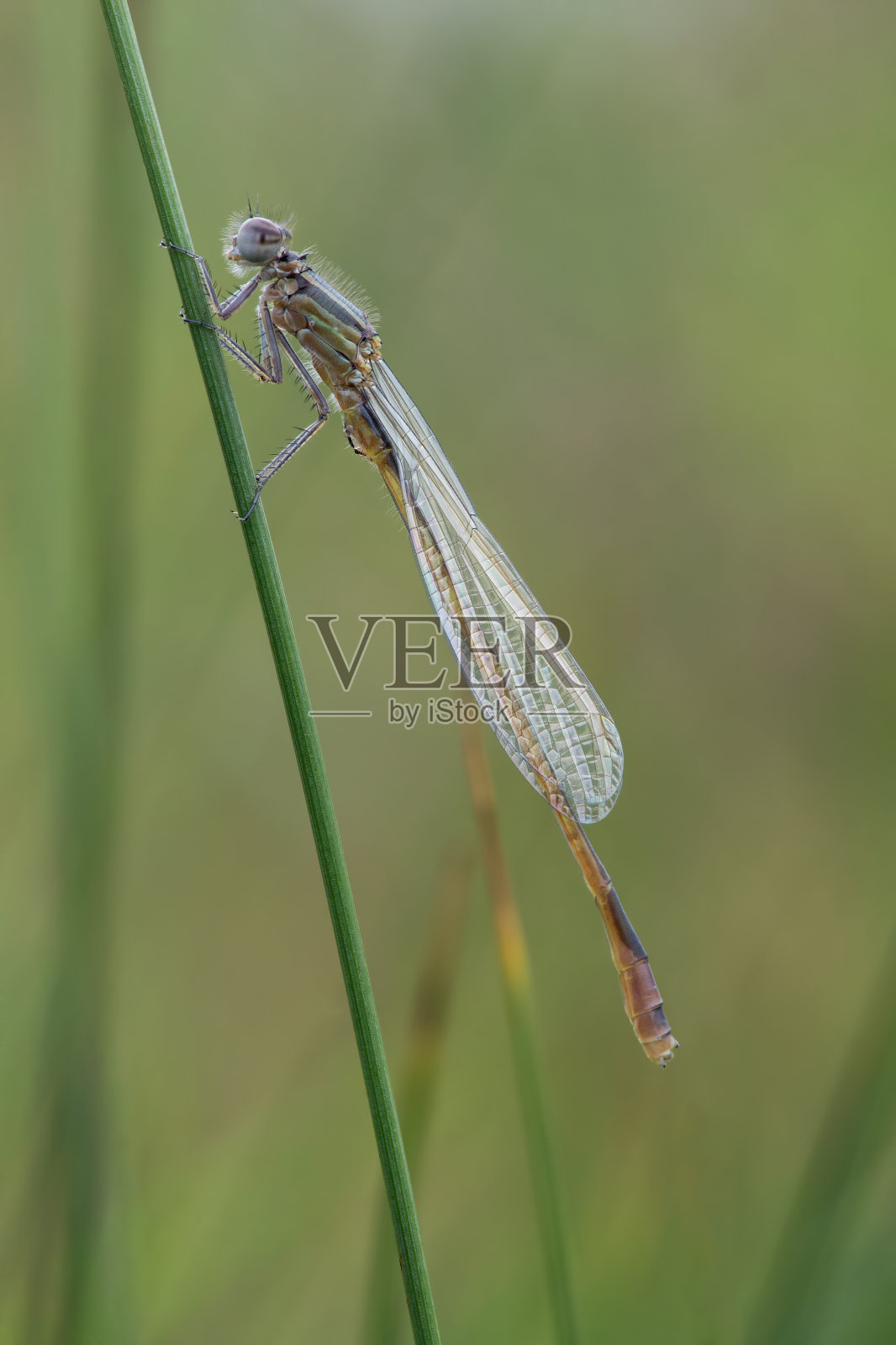 翠绿豆娘(Chalcolestes virdis)照片摄影图片