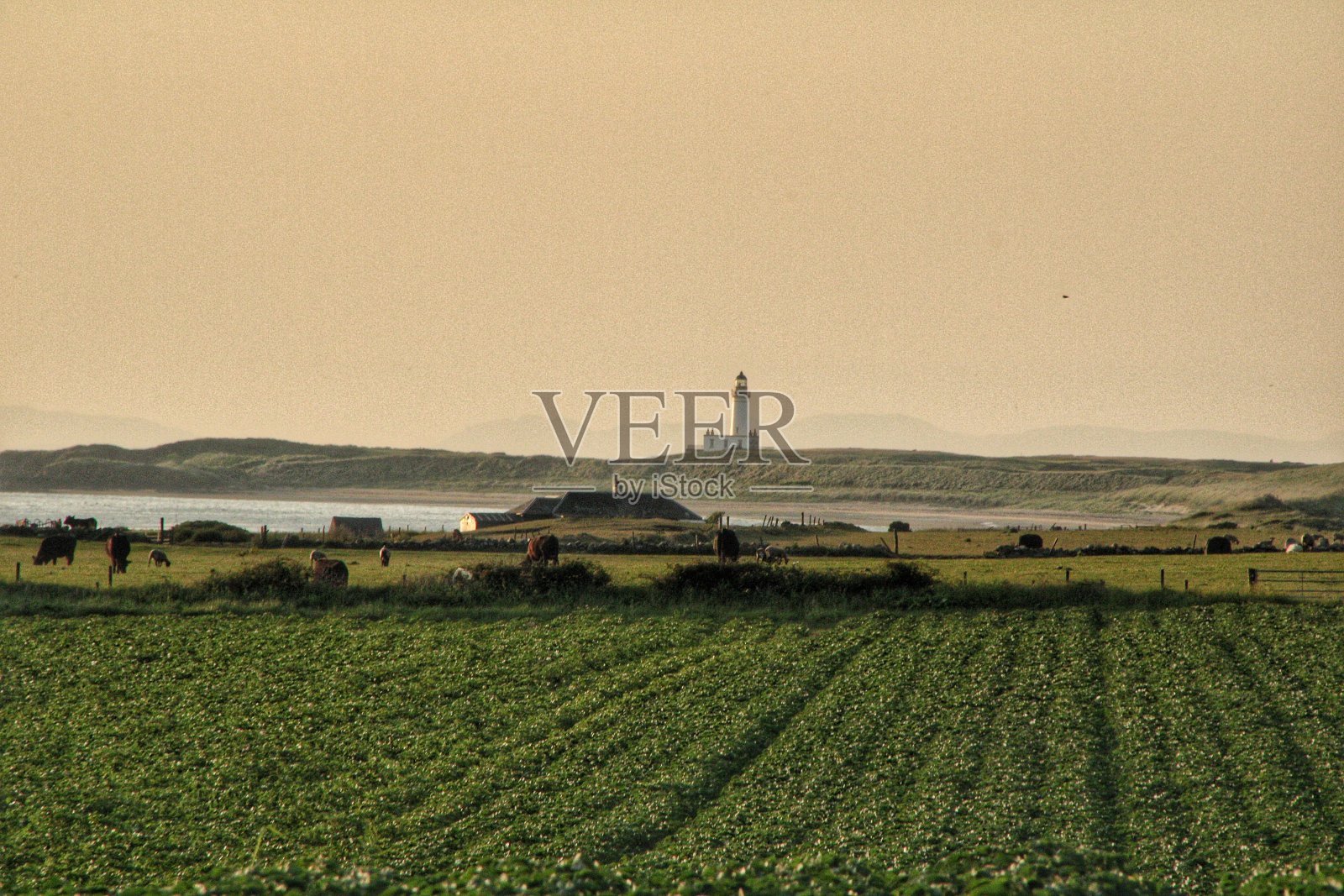 日落时的艾尔郡野生动物，鹿，水母。照片摄影图片