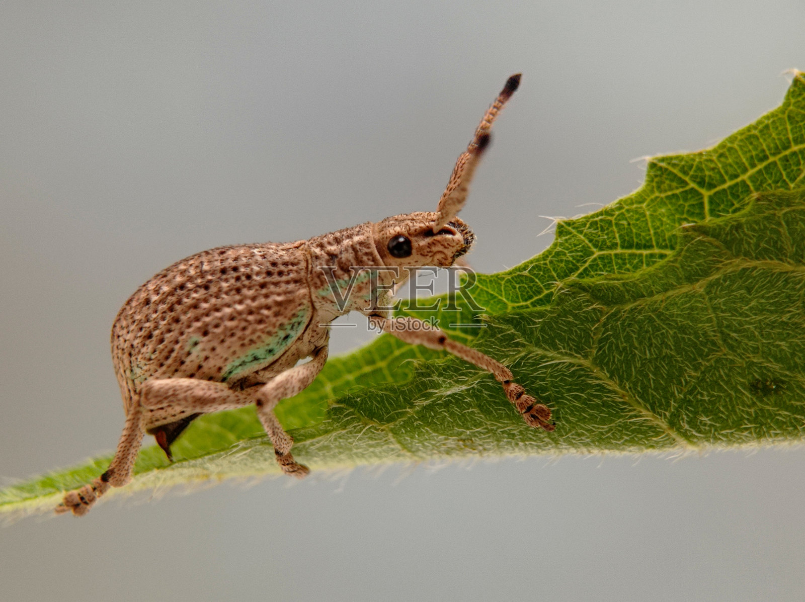 年轻的宽鼻象甲照片摄影图片