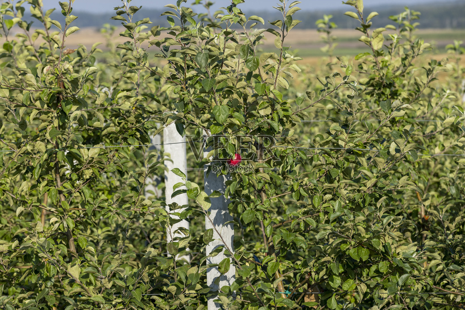 在苹果园里收获苹果照片摄影图片