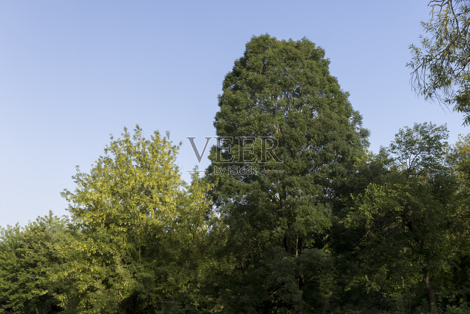 不同的树在森林里一起生长照片摄影图片