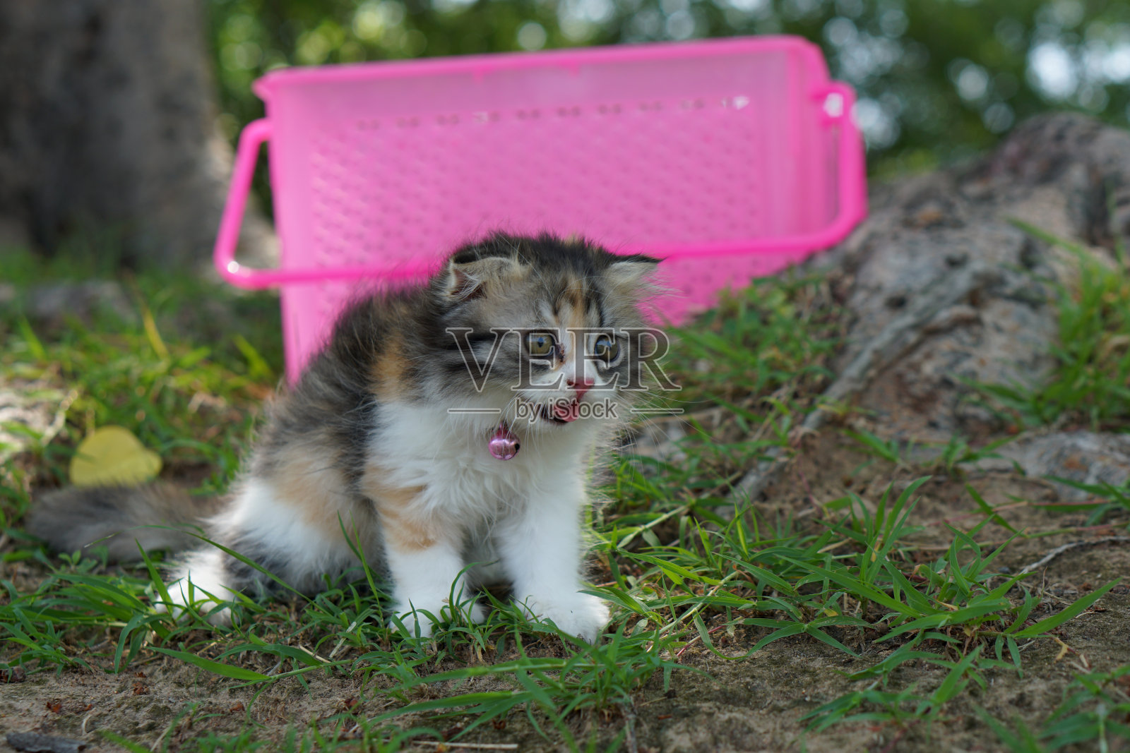 猫离开篮子到花园里散步去了。照片摄影图片