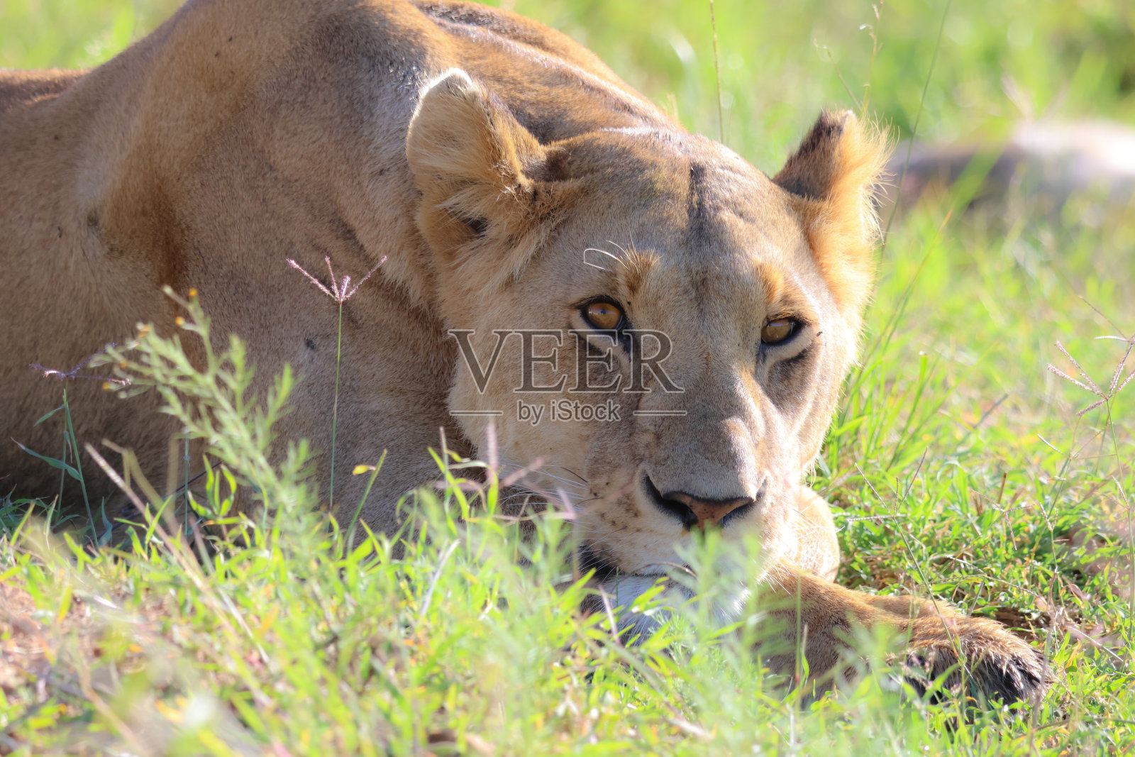母狮照片摄影图片