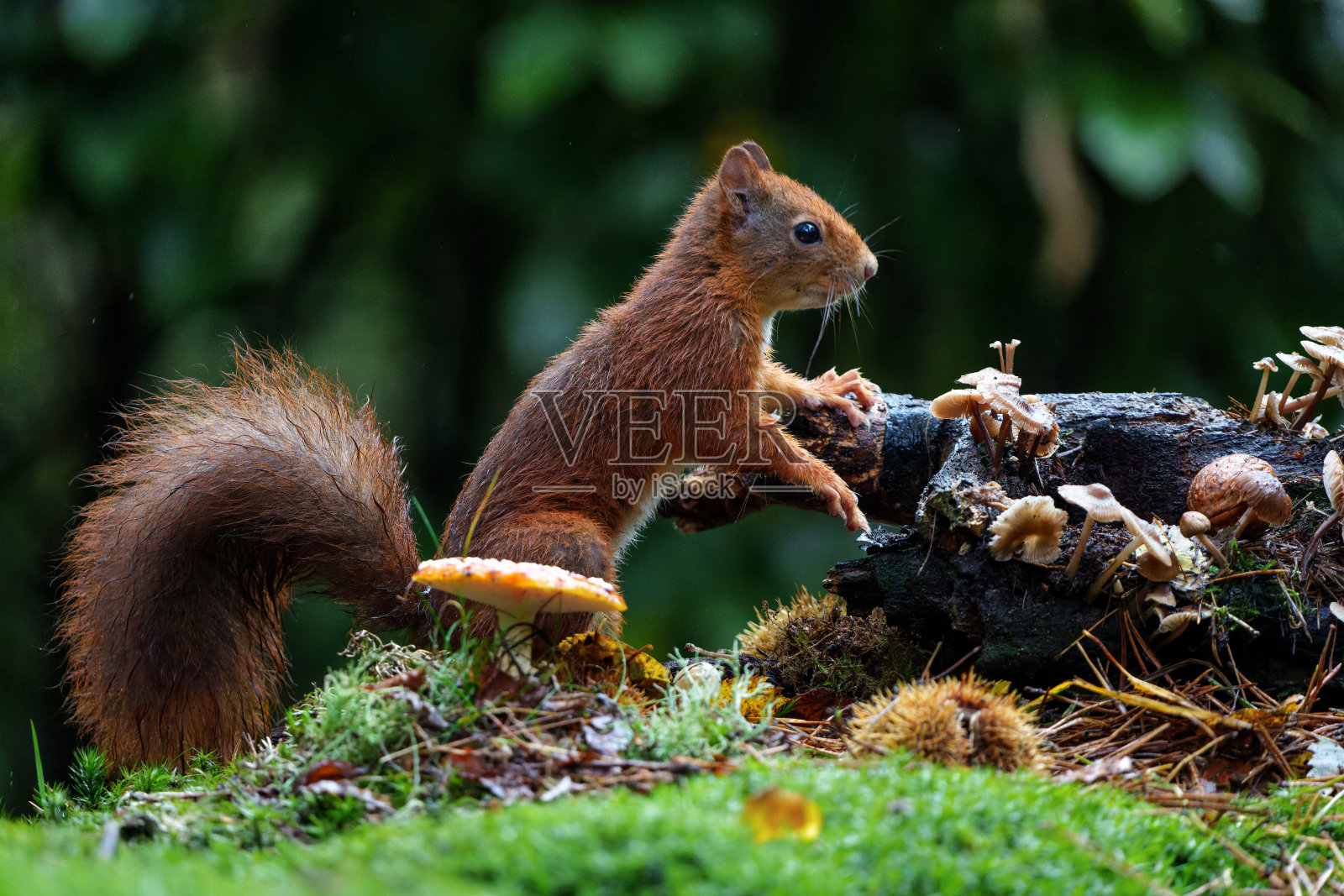 森林里的欧亚红松鼠照片摄影图片