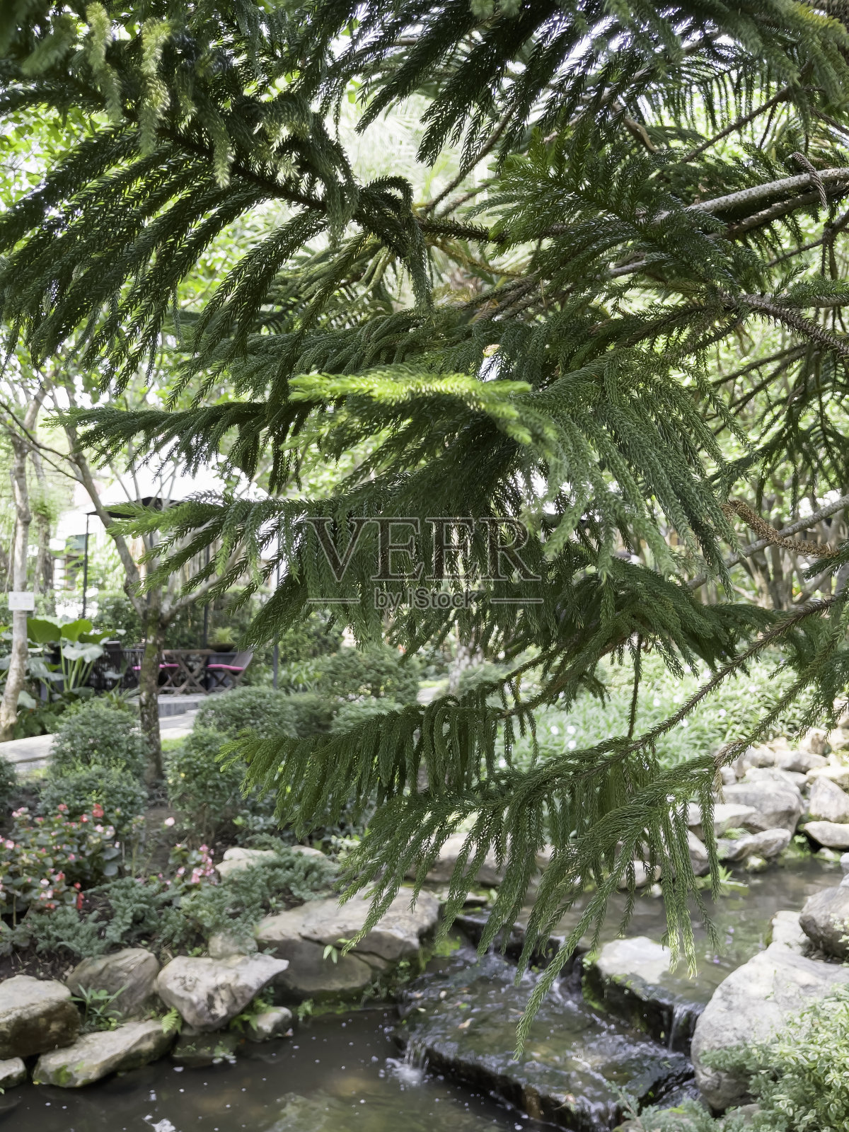 热带花园，有神奇的植物和鲜花照片摄影图片