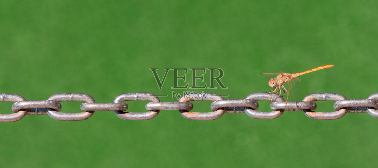 蜻蜓在链与模糊的草地自然背景。照片摄影图片