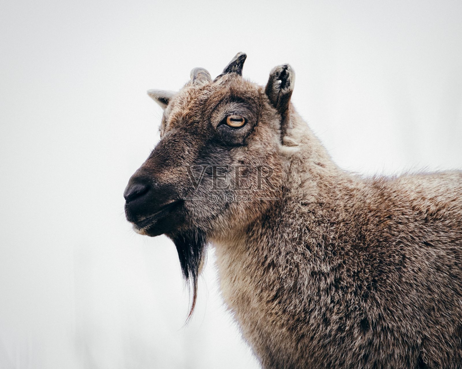 一只长着长角和深褐色皮毛的长角羊正在向前看照片摄影图片