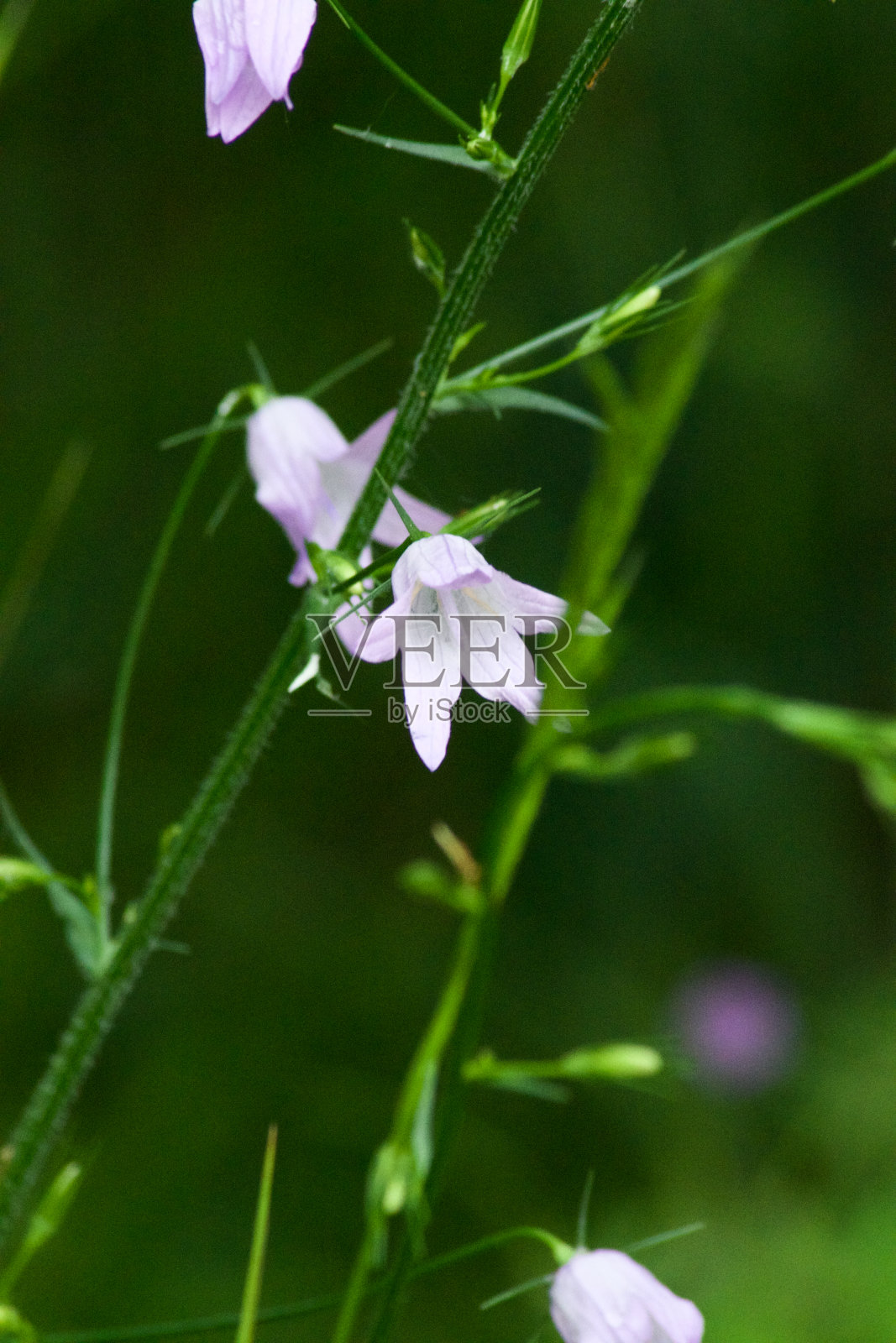 微距摄影的一个小紫罗兰花在阳光的早晨照片摄影图片