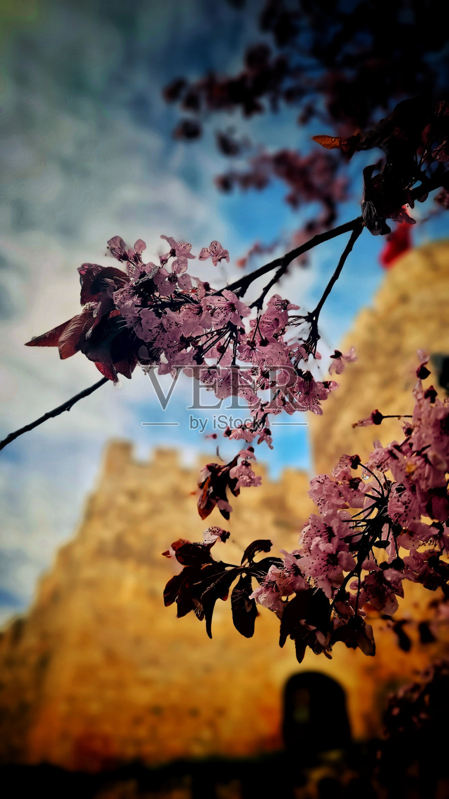 紫色树枝上的花朵照片摄影图片