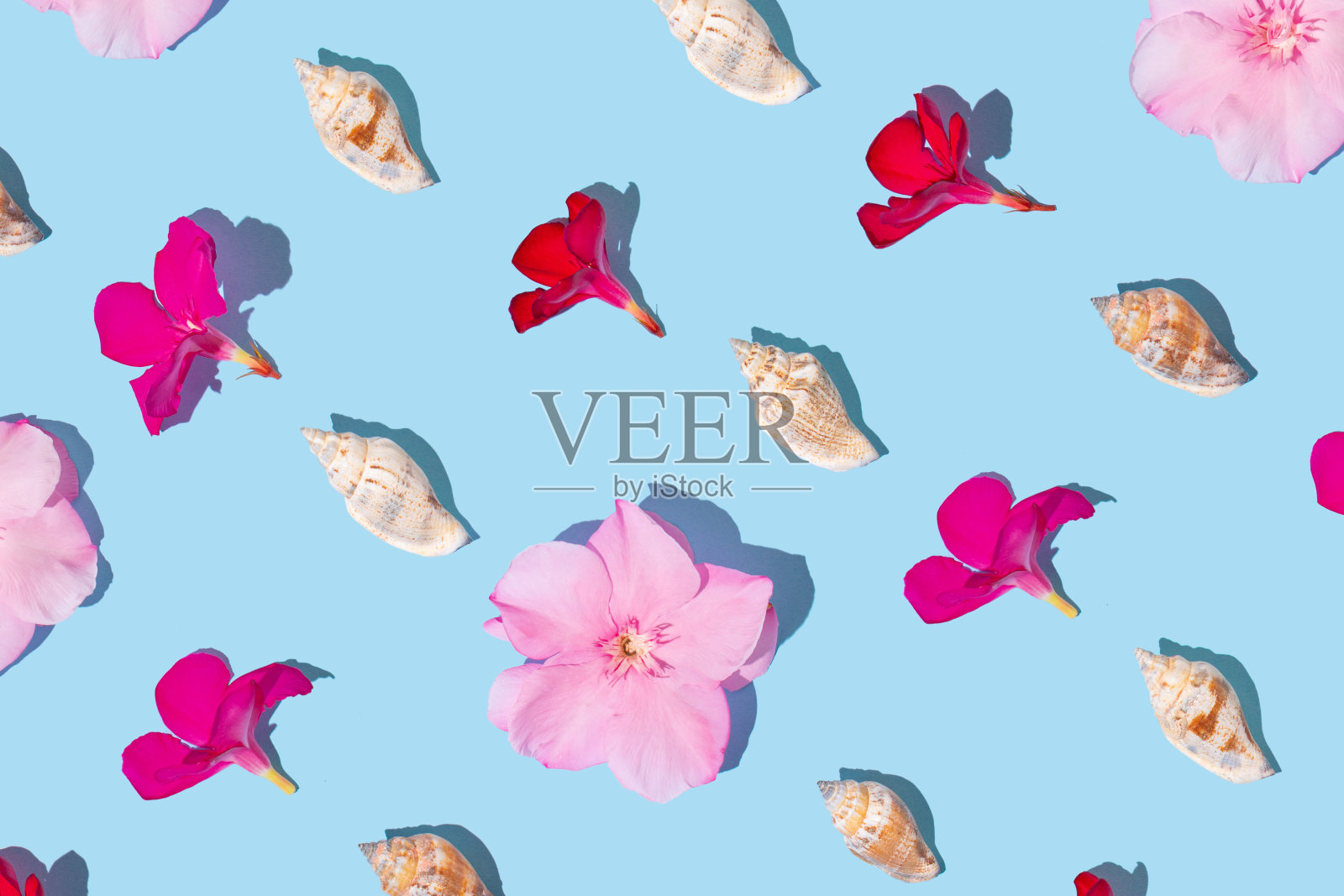 创意平面图案是由洋红色和粉红色的热带花朵和贝壳在柔和的蓝色背景。异国情调在开花花卉布局或暑假度假的概念照片摄影图片