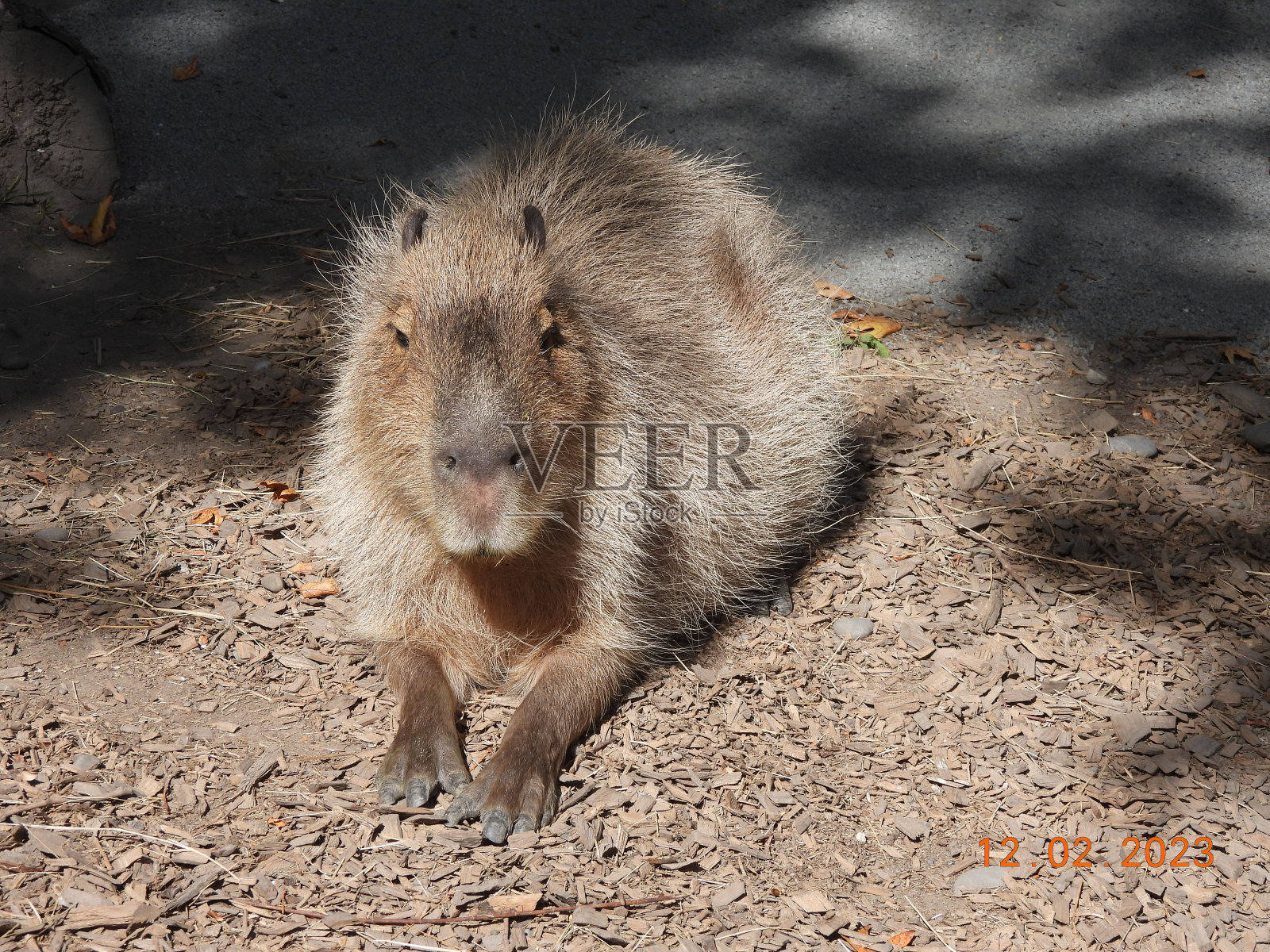 阳光下的水豚照片摄影图片