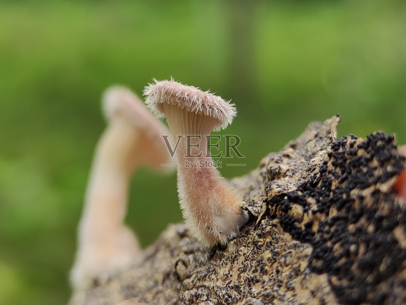 灌木蓼，也被称为冬蓼，生长在死树干上。它们是灰白色的，边缘有细毛。照片摄影图片