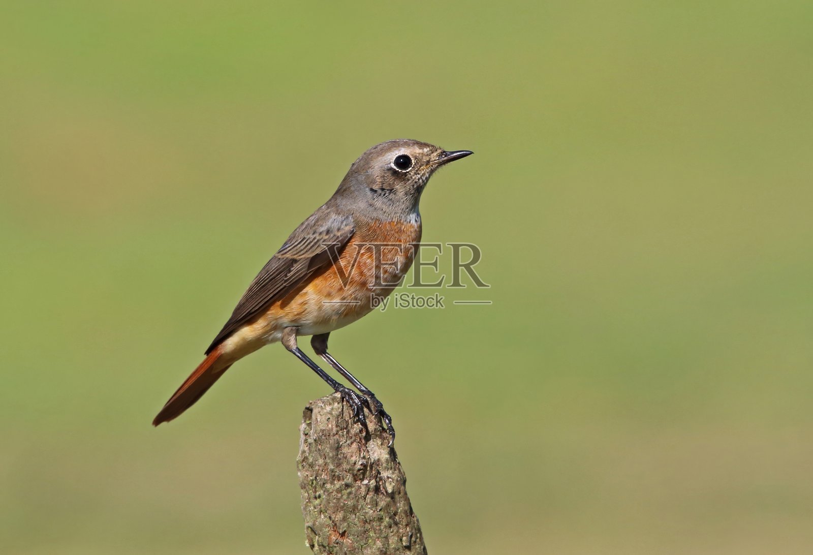 红尾鸲照片摄影图片