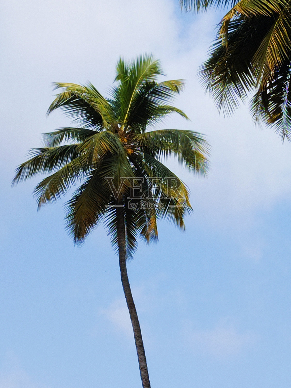 椰子树照片摄影图片
