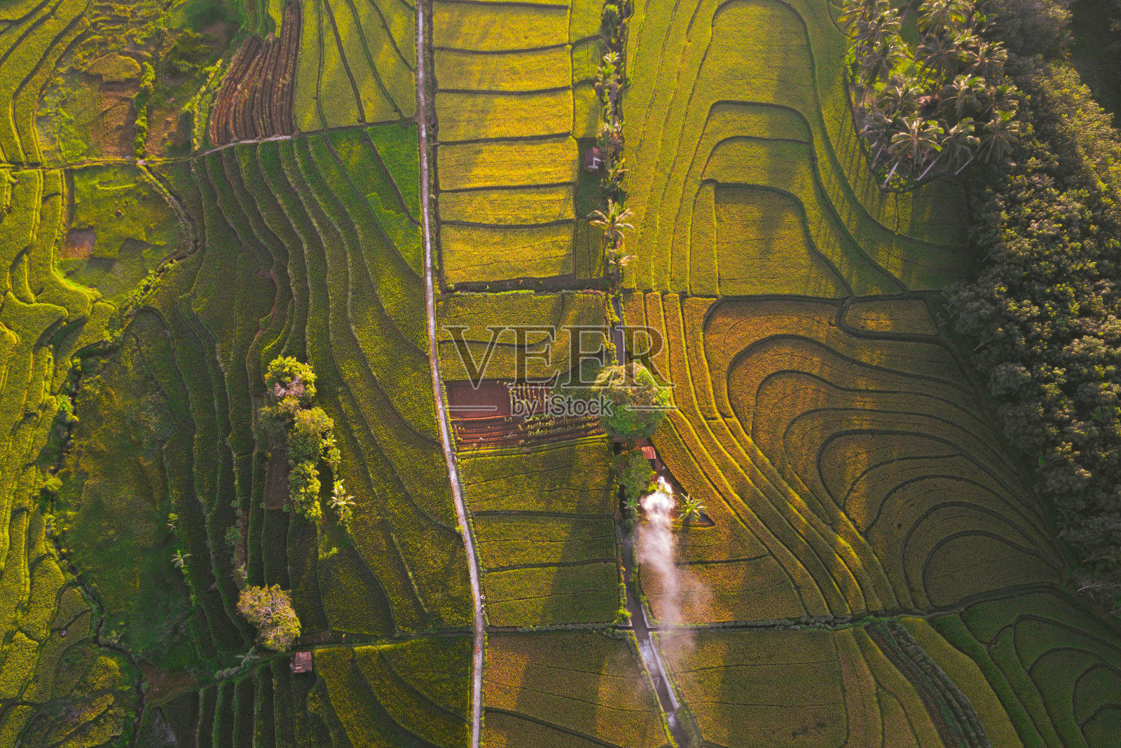 印尼梯田的自然景观照片摄影图片