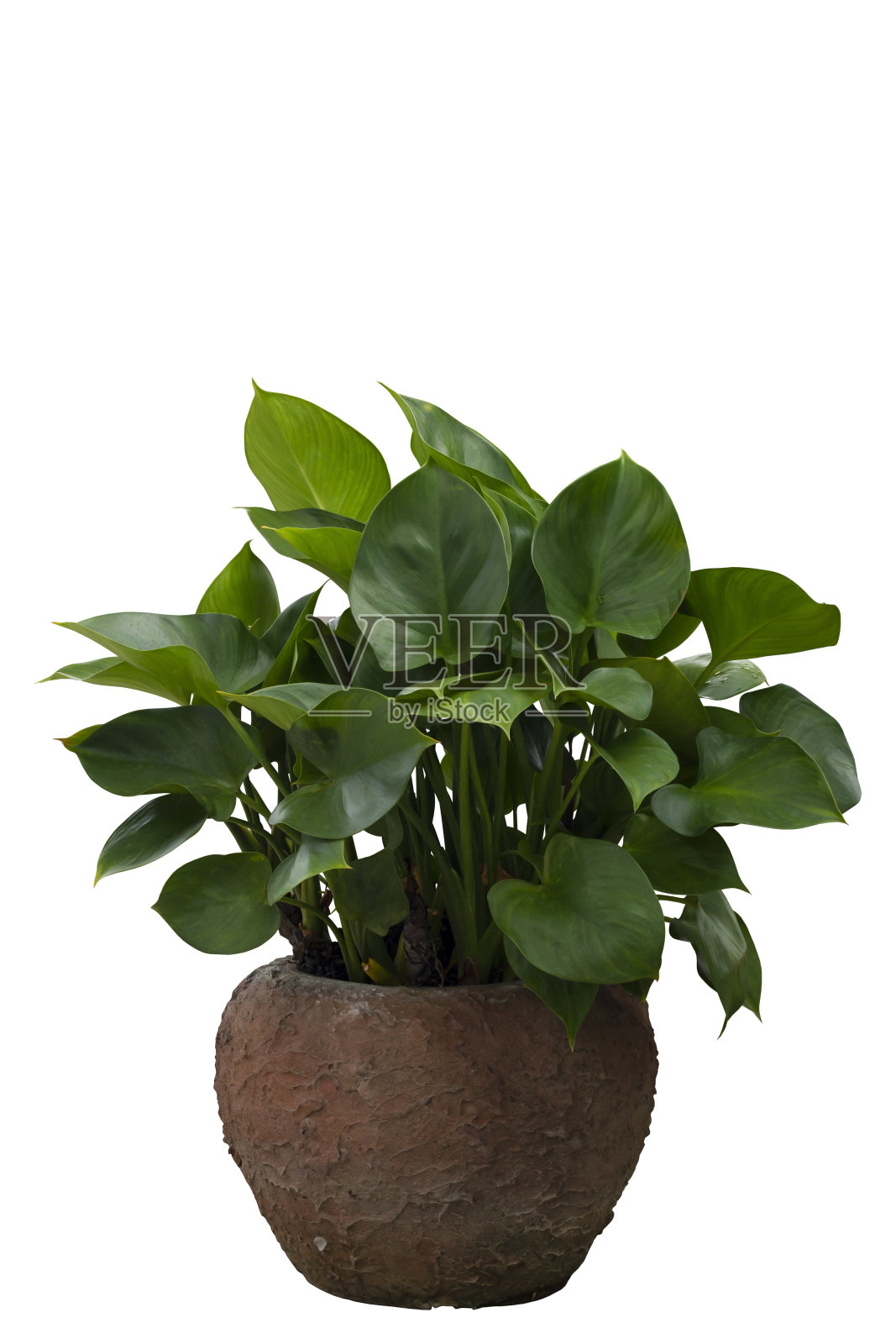 白底分离的盆栽红花植株包括剪枝路径。照片摄影图片