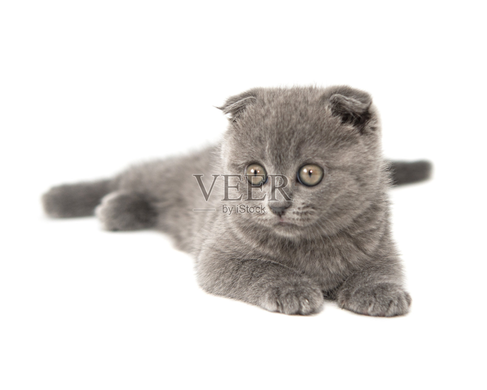 灰色英国猫小猫的有趣的宠物选择性焦点孤立在白色的背景照片摄影图片
