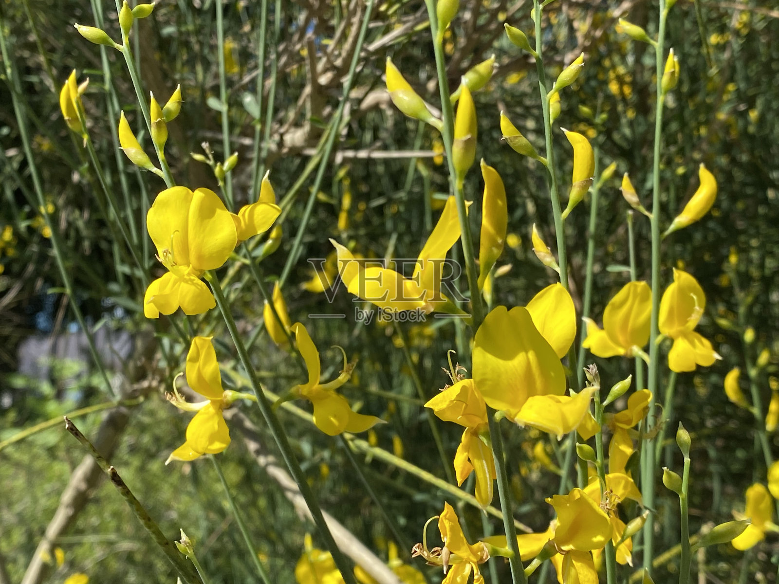 西班牙扫帚(Spartium junceum)，飞天扫帚，韦弗扫帚，首相扫帚，宾森斯特，西班牙扫帚，雷塔马·德·洛洛，加尧巴，加隆巴，吉纳斯塔，吉纳斯特，吉内斯特，吉纳斯特或琼西尔照片摄影图片