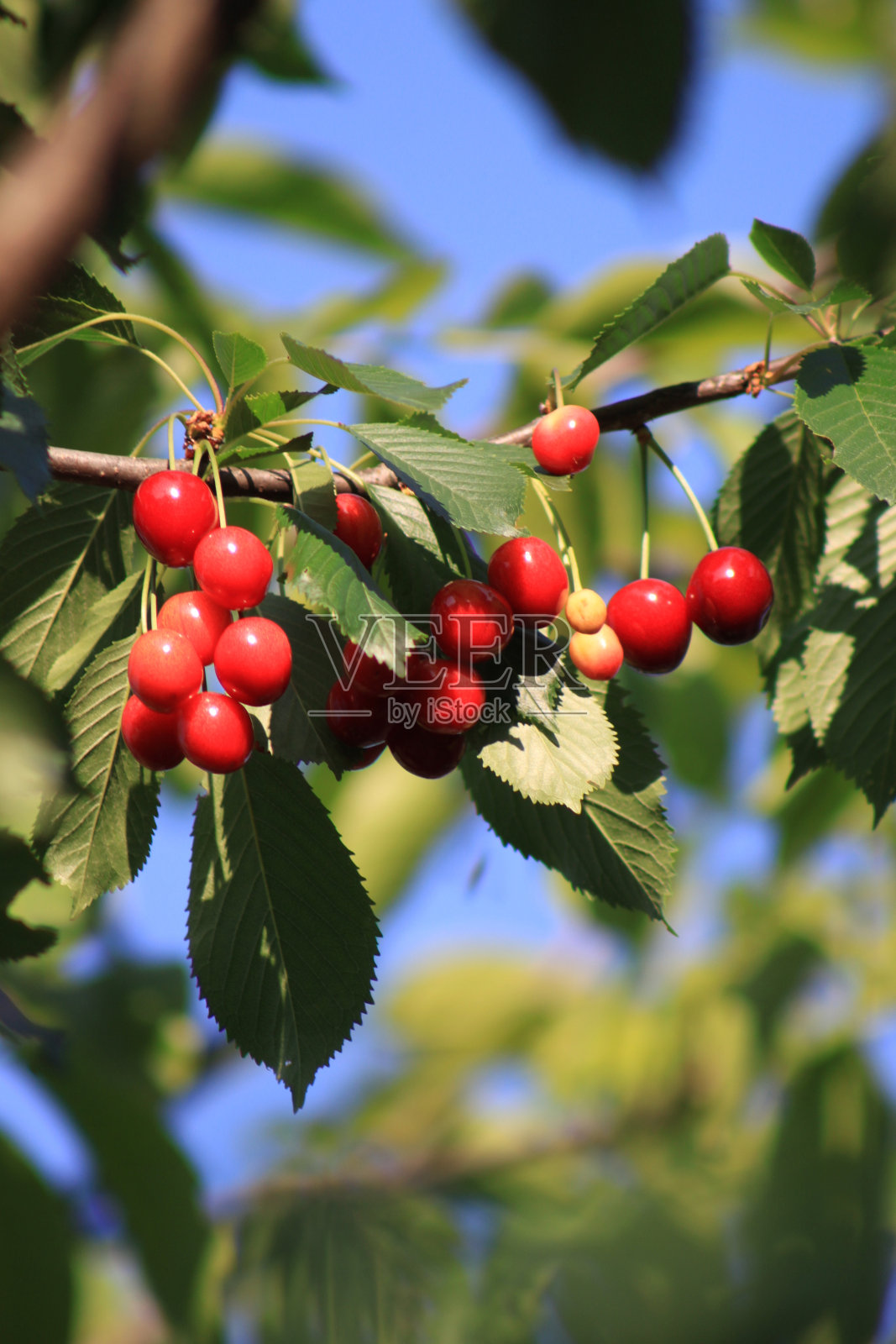 樱桃照片摄影图片