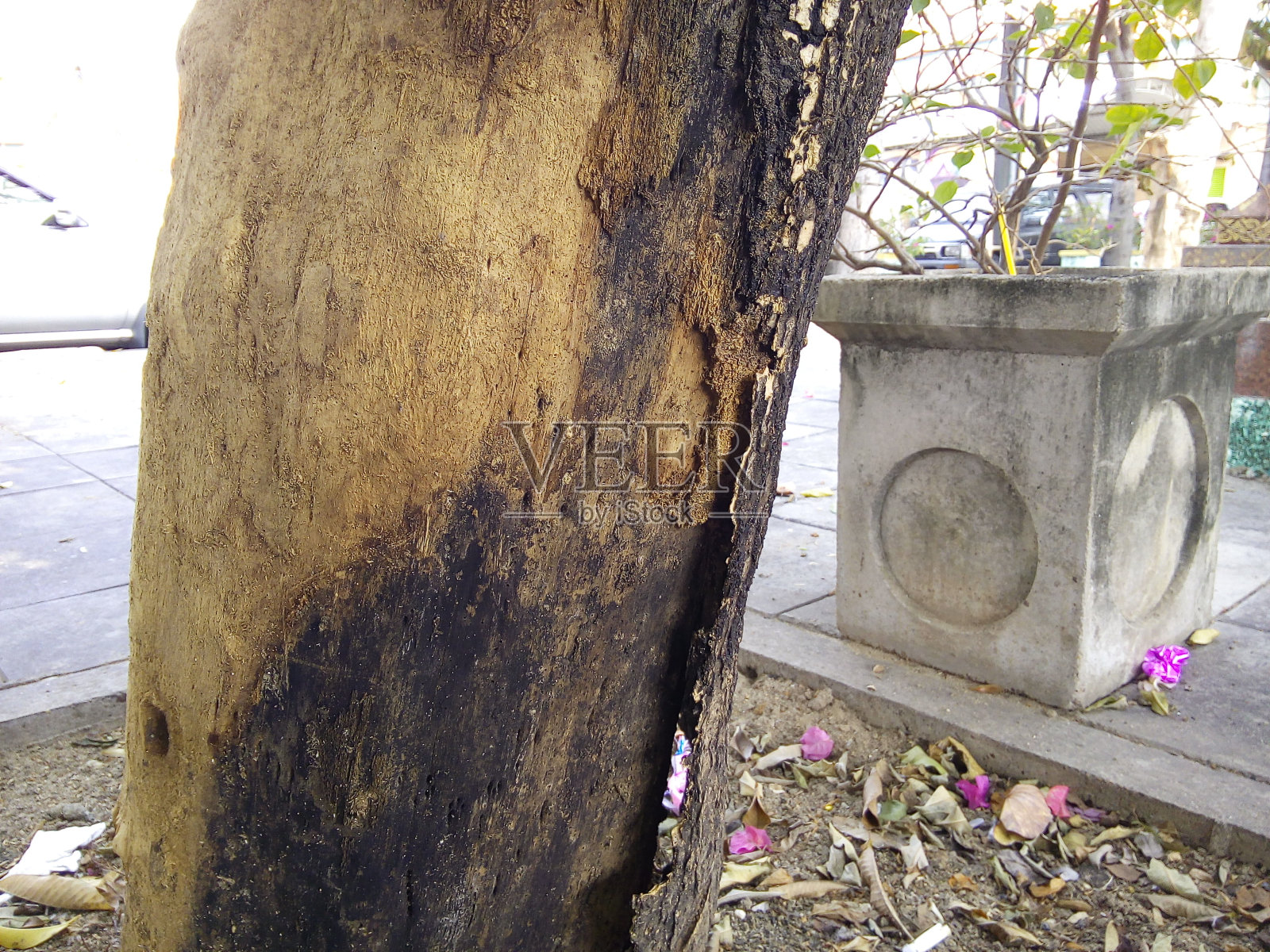 花园中受损树皮纹理的近景。照片摄影图片