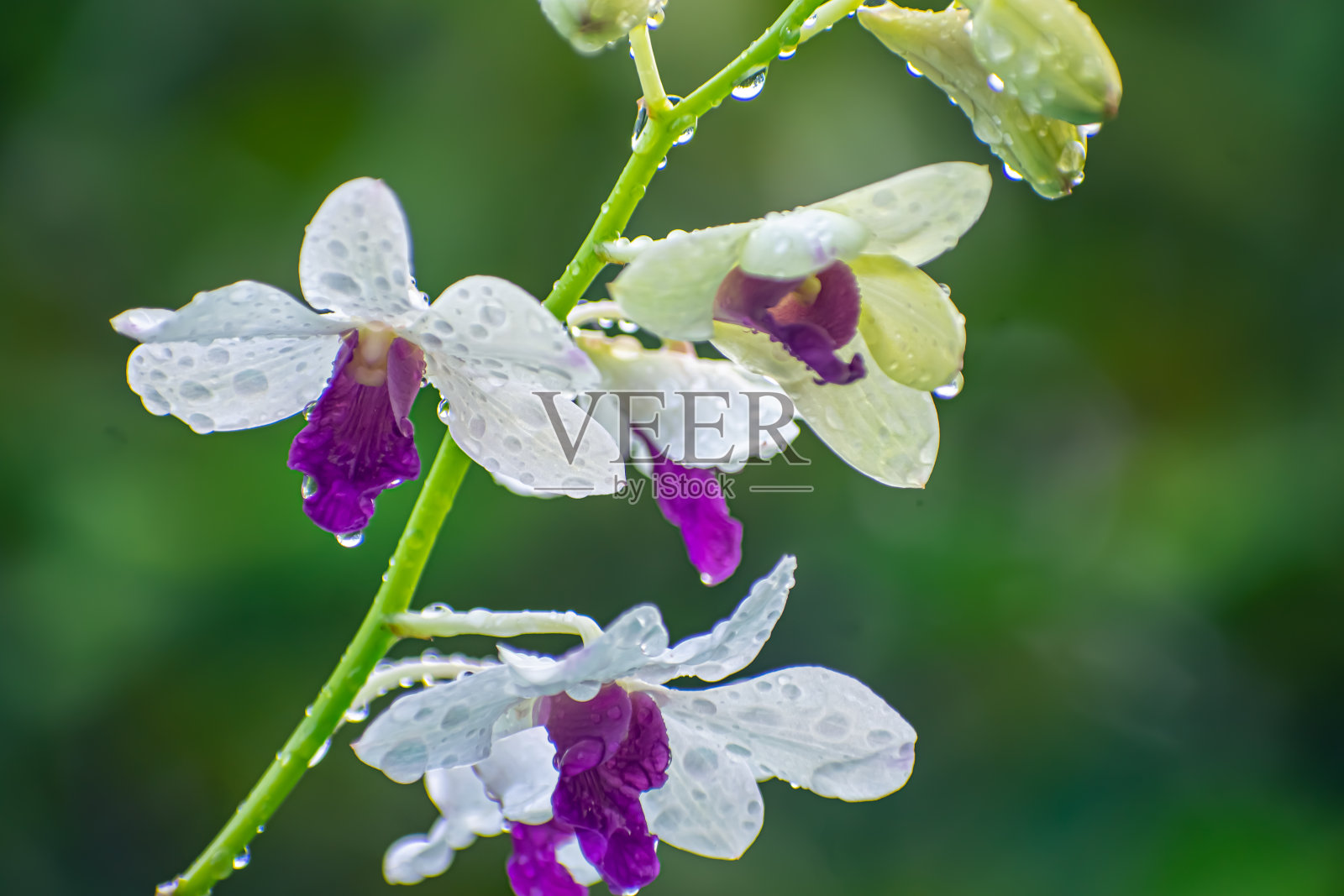 兰花是兰科的一种植物，是一种种类繁多、分布广泛的开花植物，花朵通常色彩鲜艳、芬芳。照片摄影图片