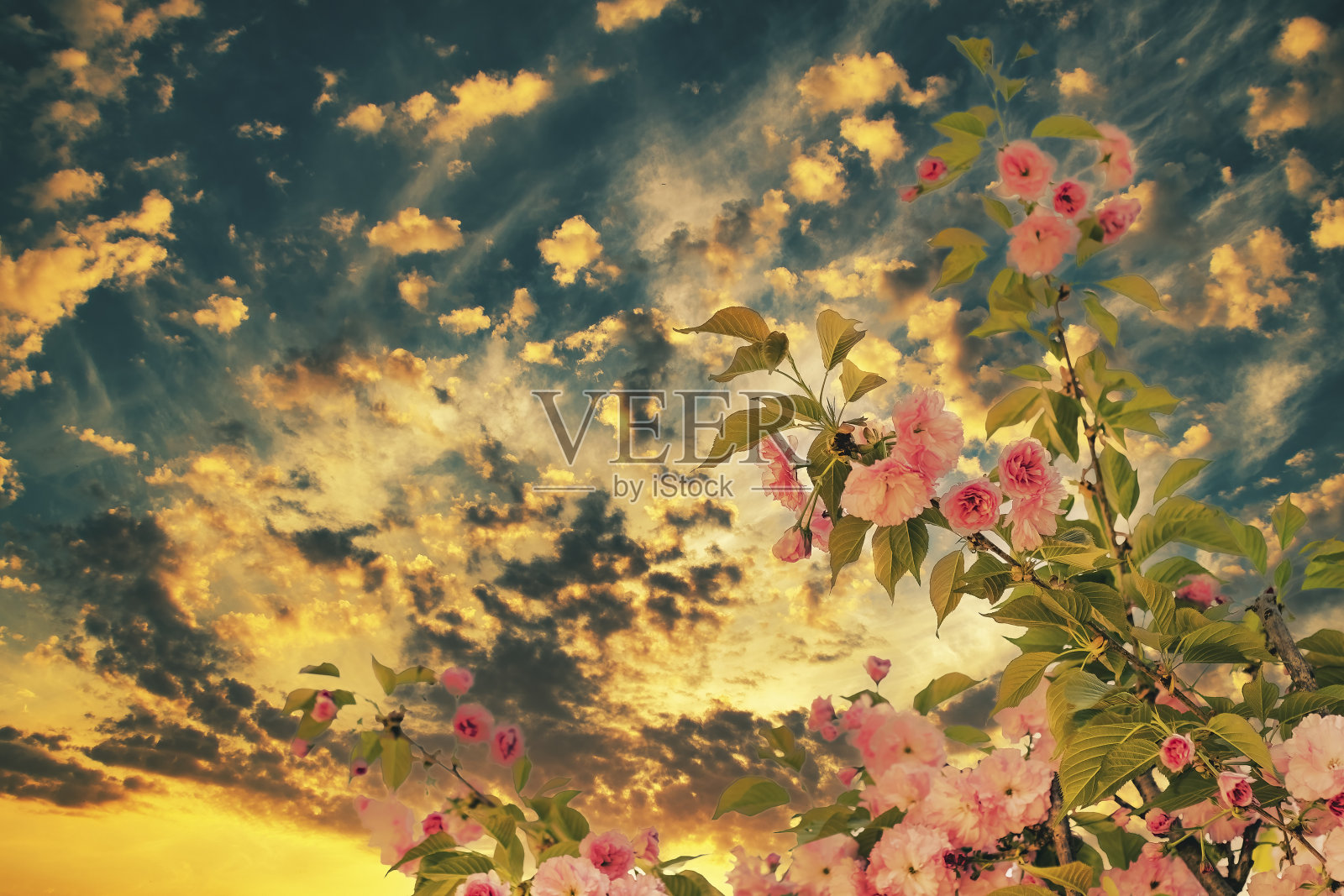 粉红色的花朵在树上绽放。装饰性的樱桃树，有修剪过的树枝。玫瑰:与玫瑰相似的花照片摄影图片