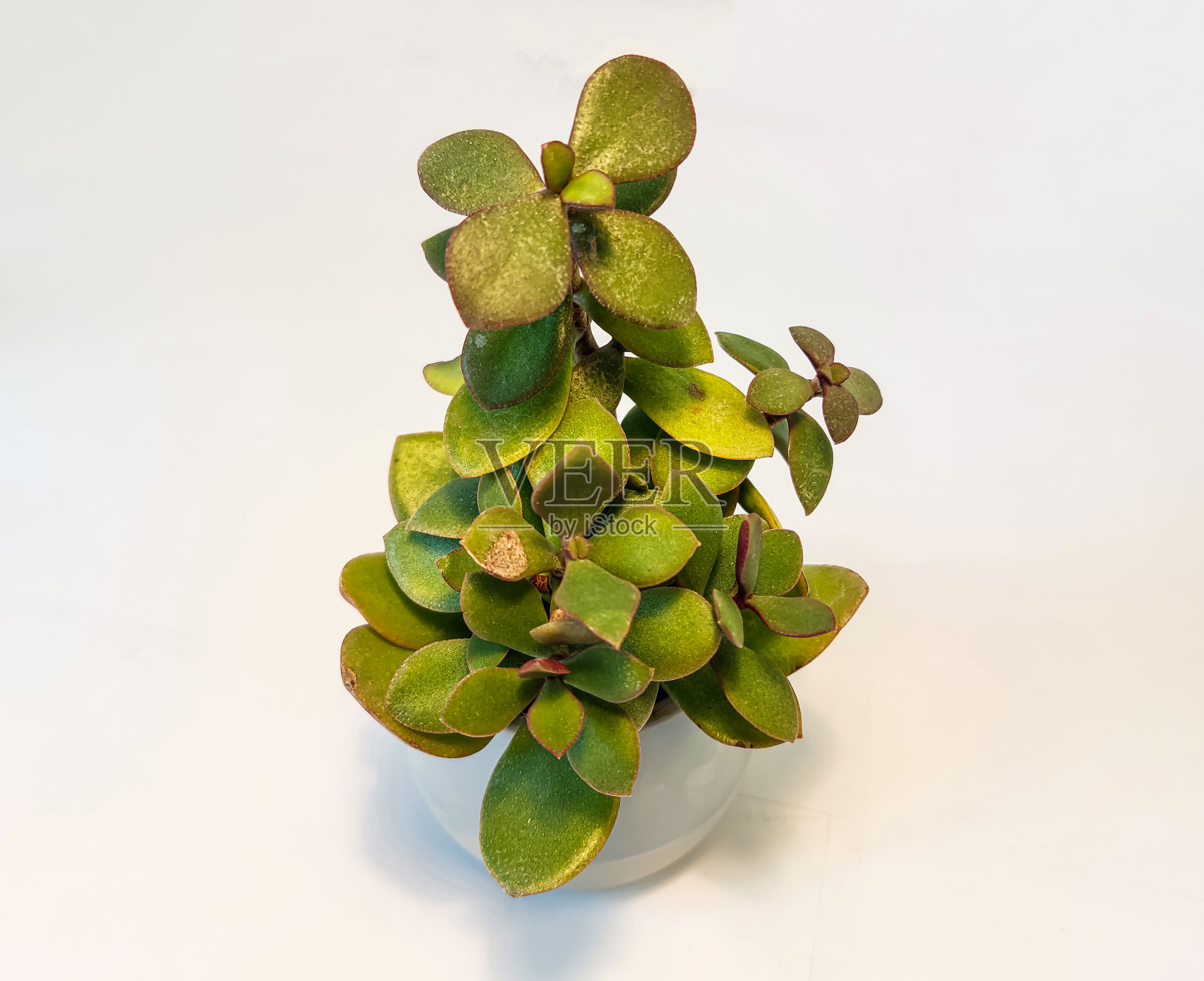 室内植物金钱树或玉石植物(Crassula ovata)在白色的花盆。孤立在白色的背景与复制空间。特写镜头。照片摄影图片