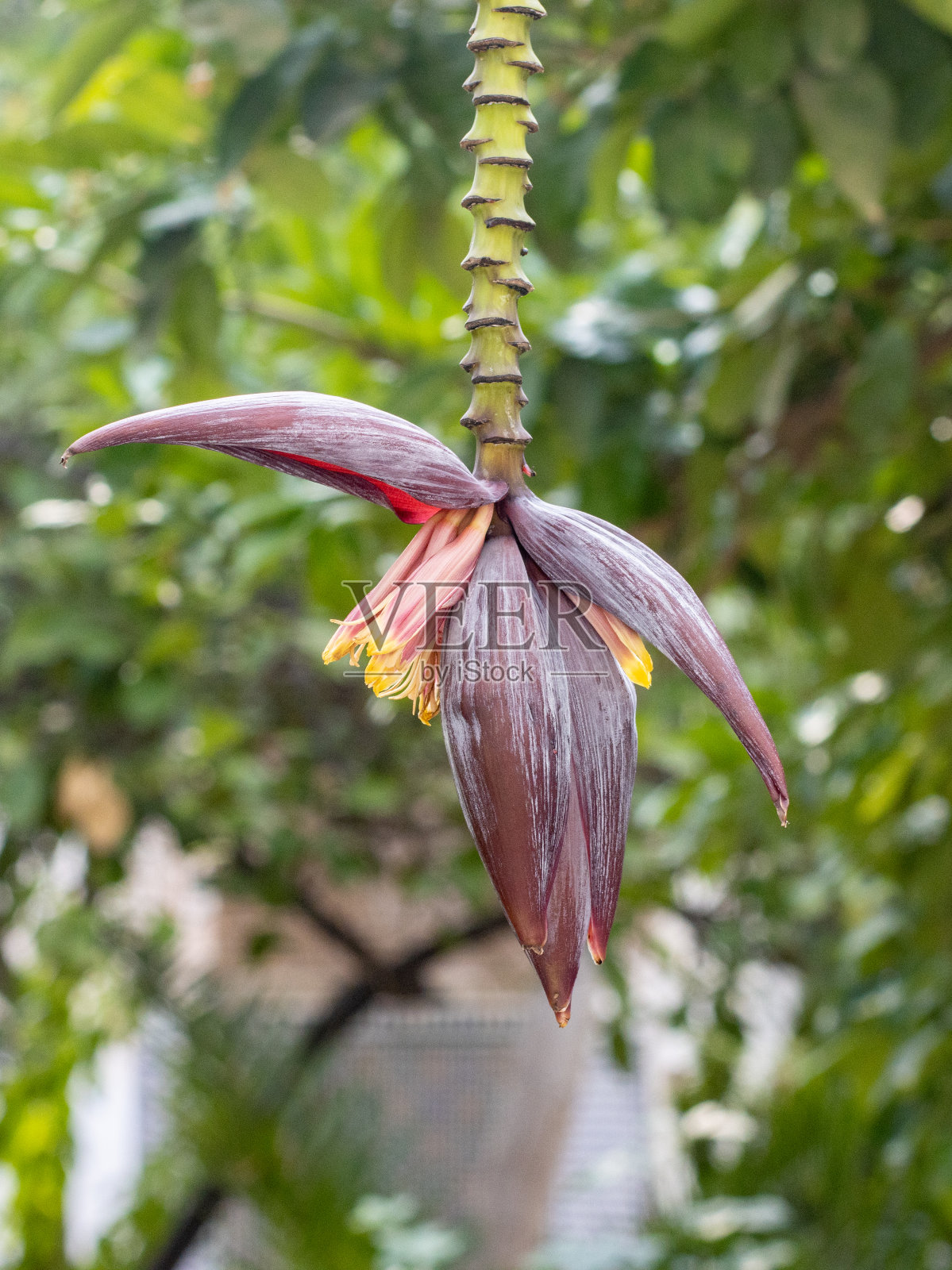 摩洛哥马拉喀什麦地那区的香蕉花照片摄影图片