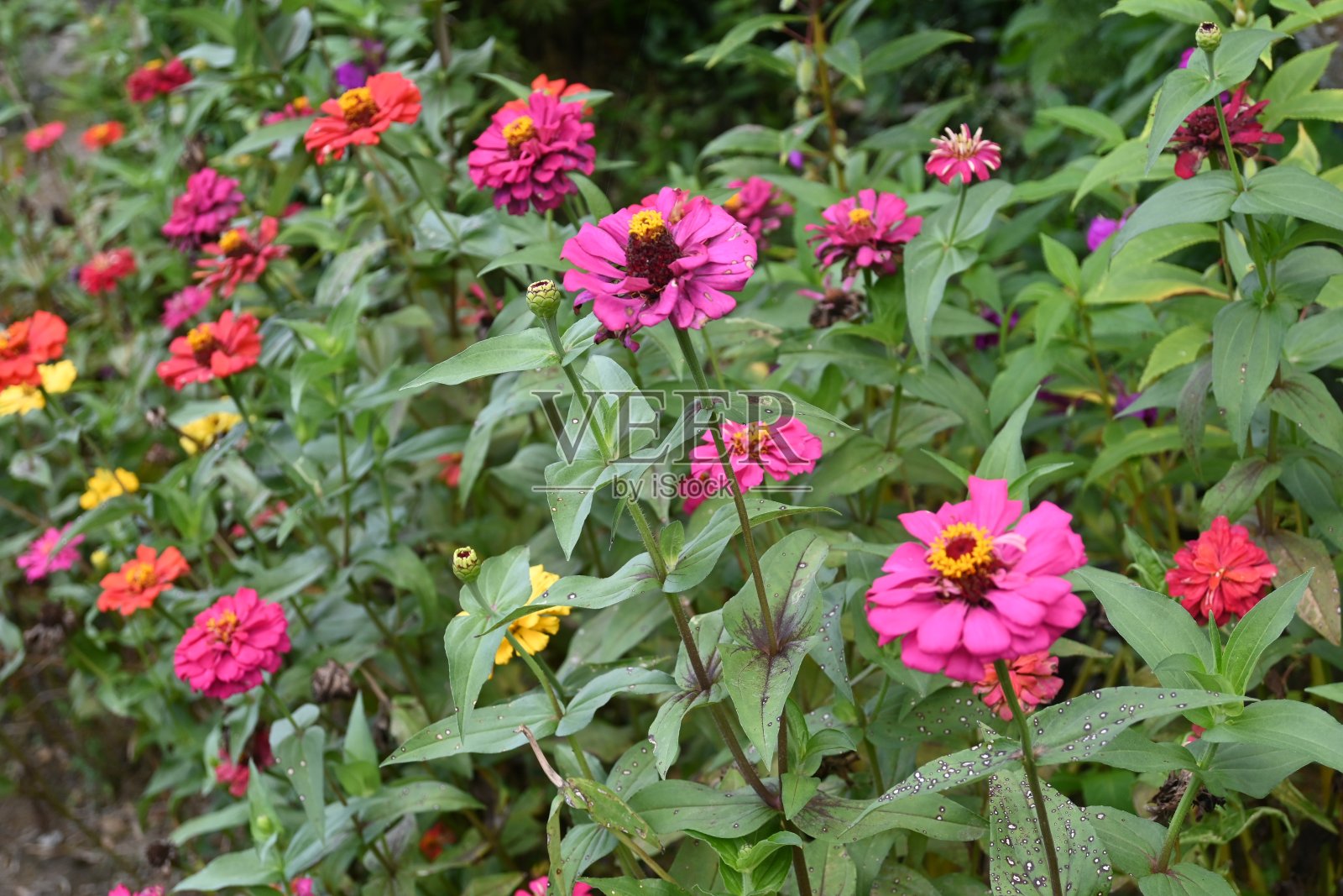 丰富多彩的zinnias照片摄影图片