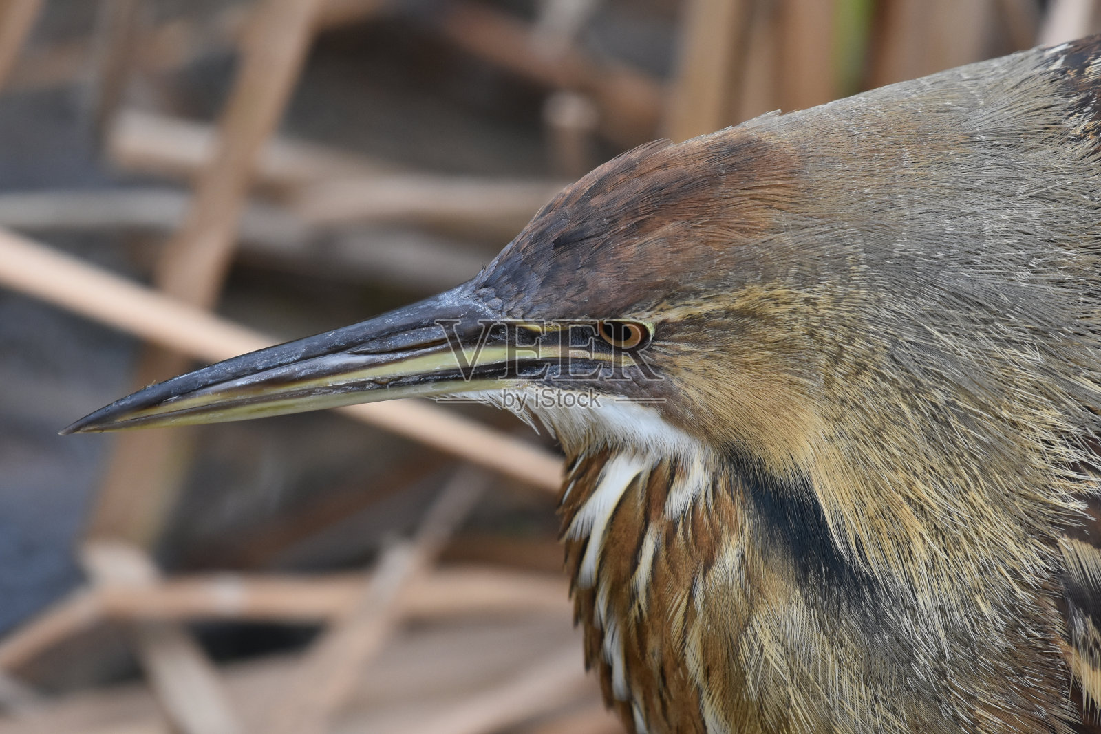 美国卤照片摄影图片
