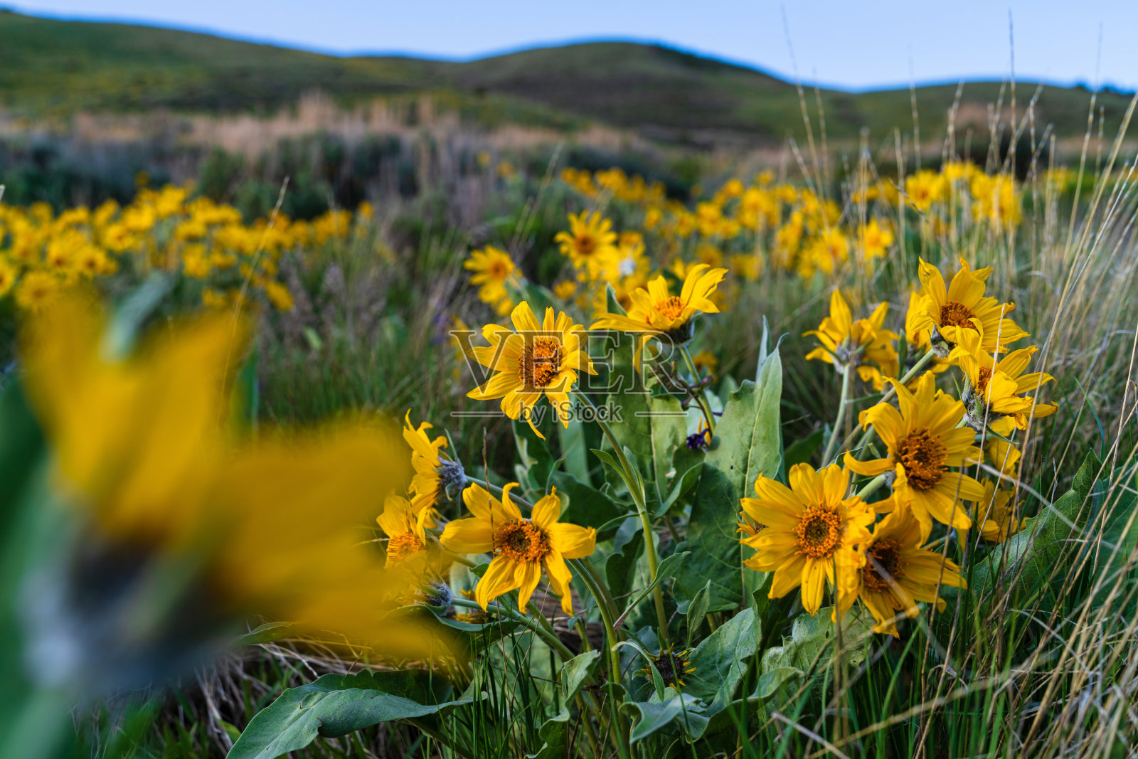 黄箭叶苦参野花山景观景区照片摄影图片